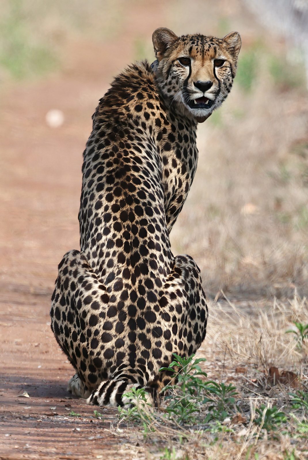Cheetah, collared, glancing back, Kruger
