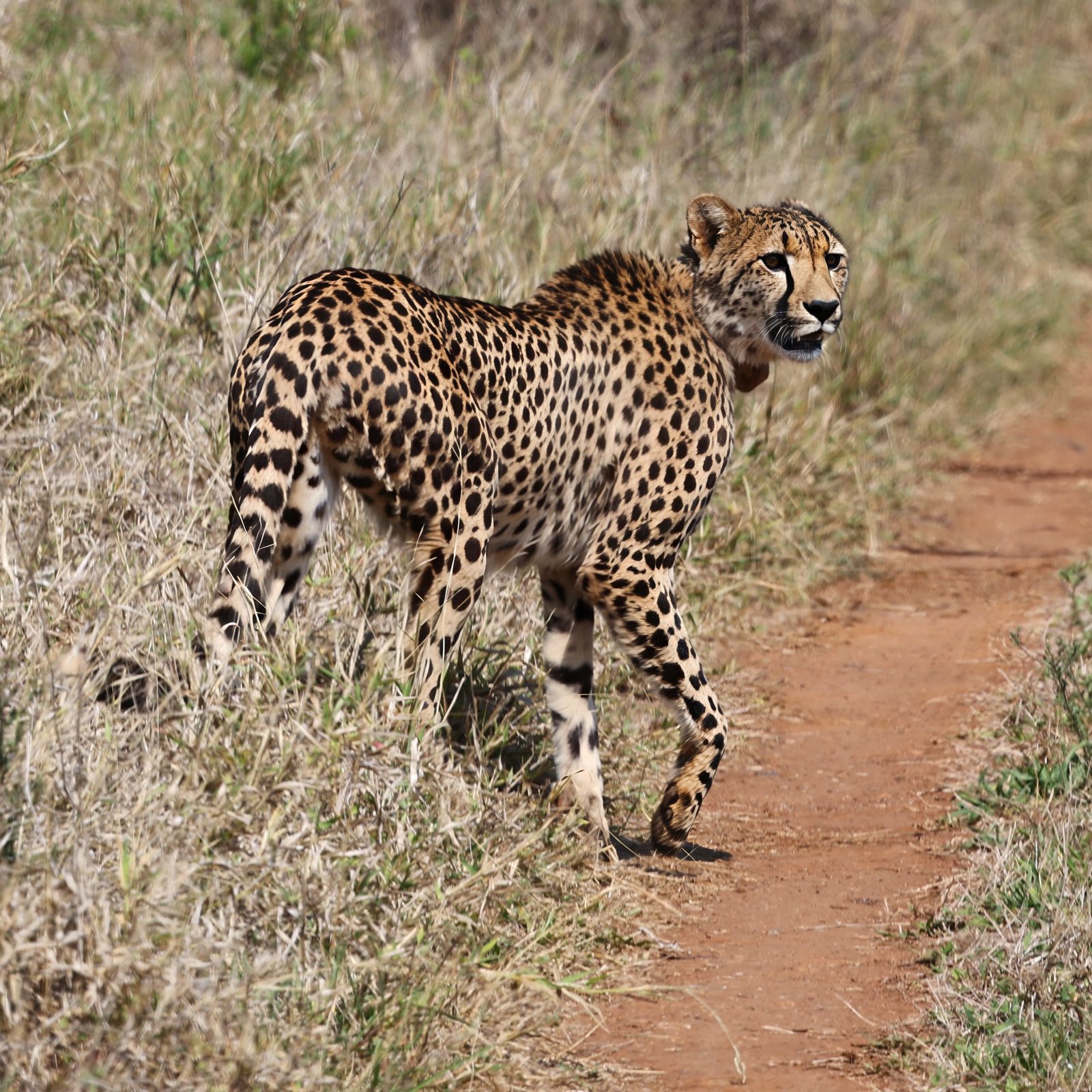 Cheetah, collared, trail profile, Kruger