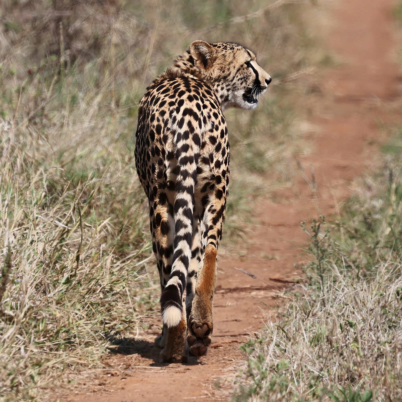 Cheetah, collared, walking away, Kruger