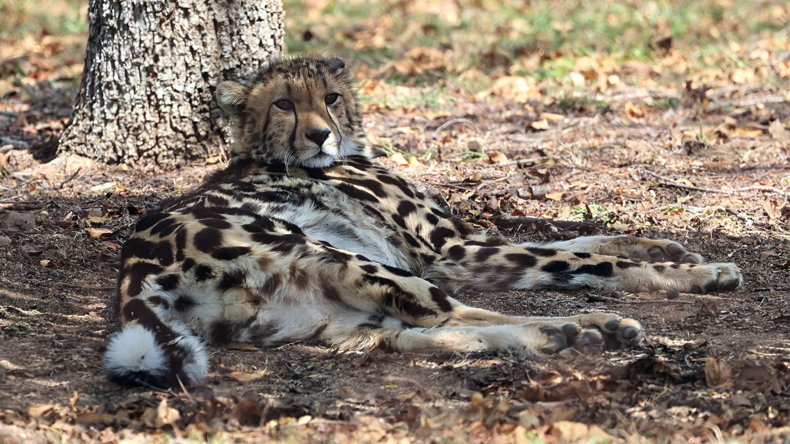 Cheetah portrait, tree base, gaze, Kruger