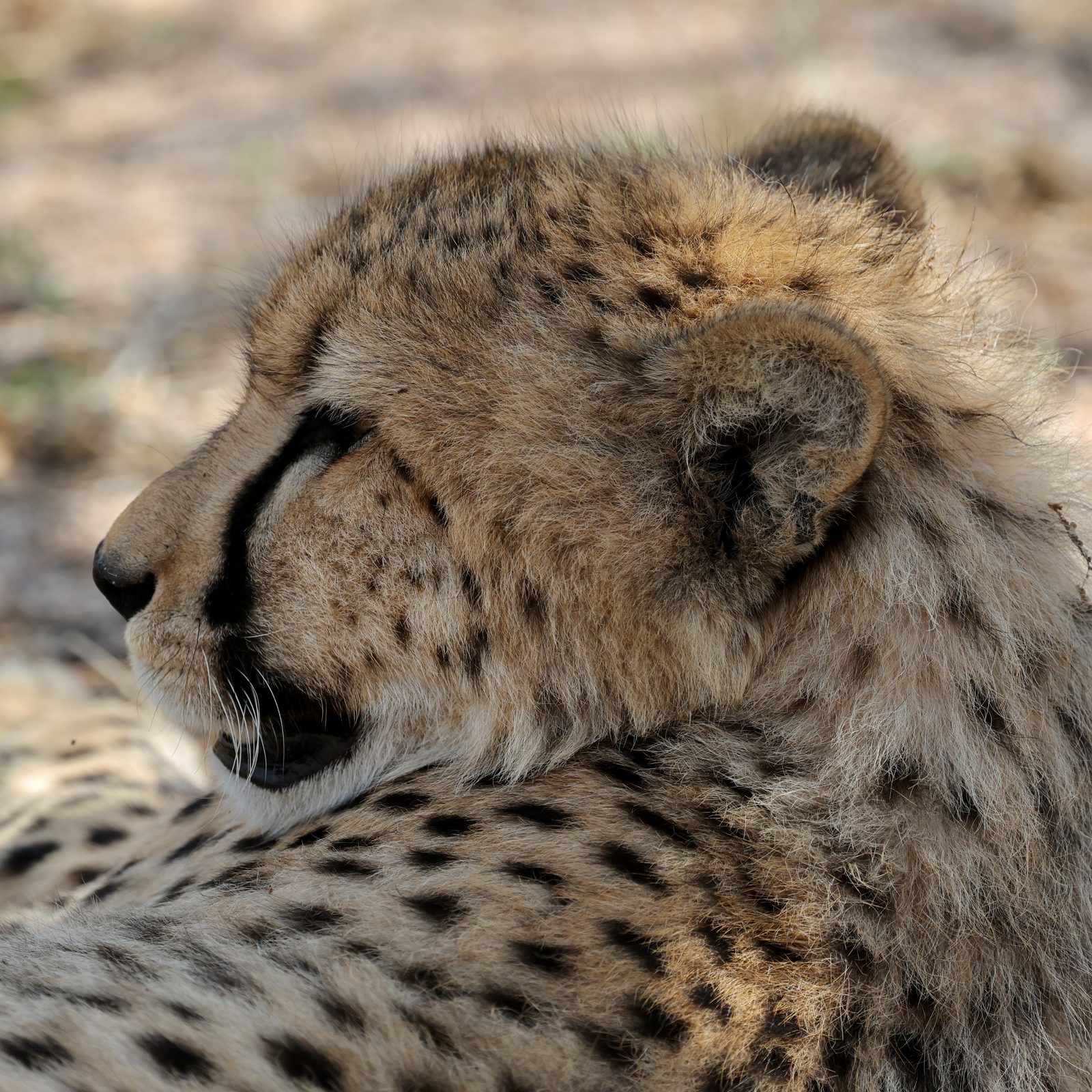Cheetah profile, resting on companion's shoulder, Kruger
