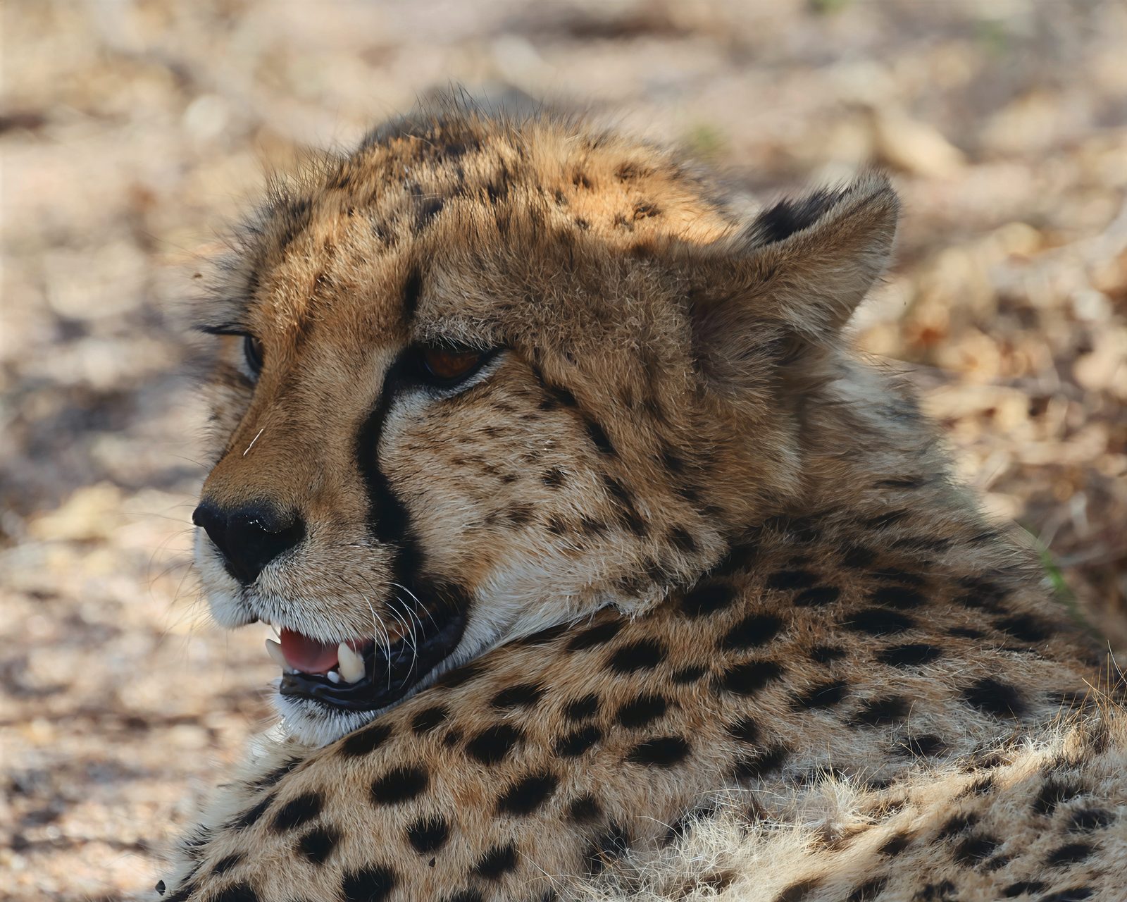 Cheetah, head resting on companion, close-up, Kruger