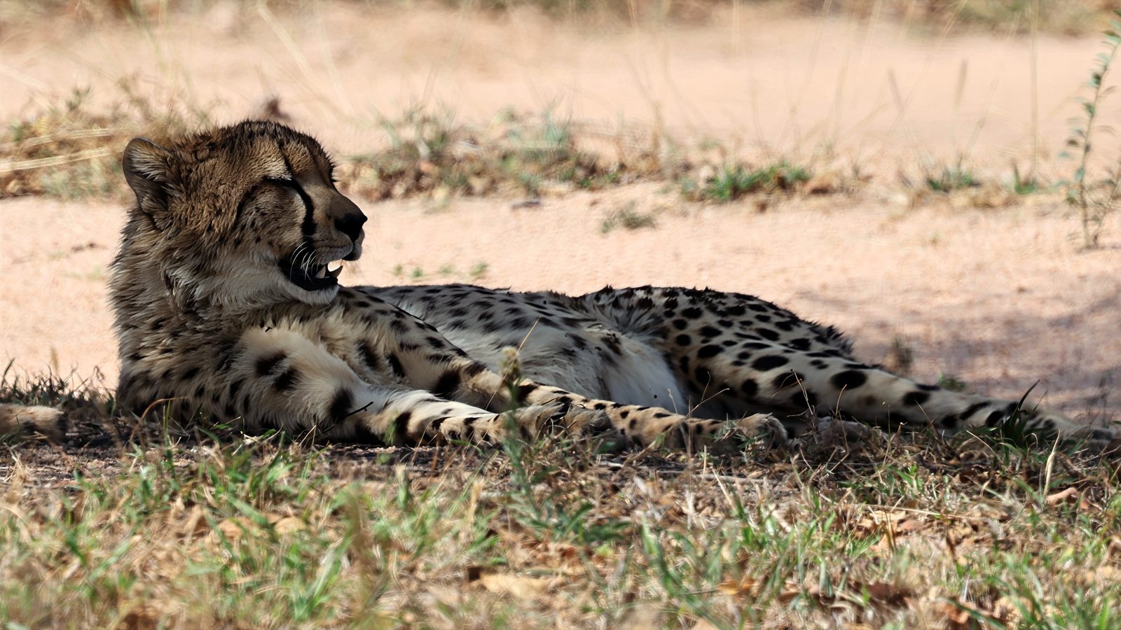 Cheetah, snarl, reclining, Kruger