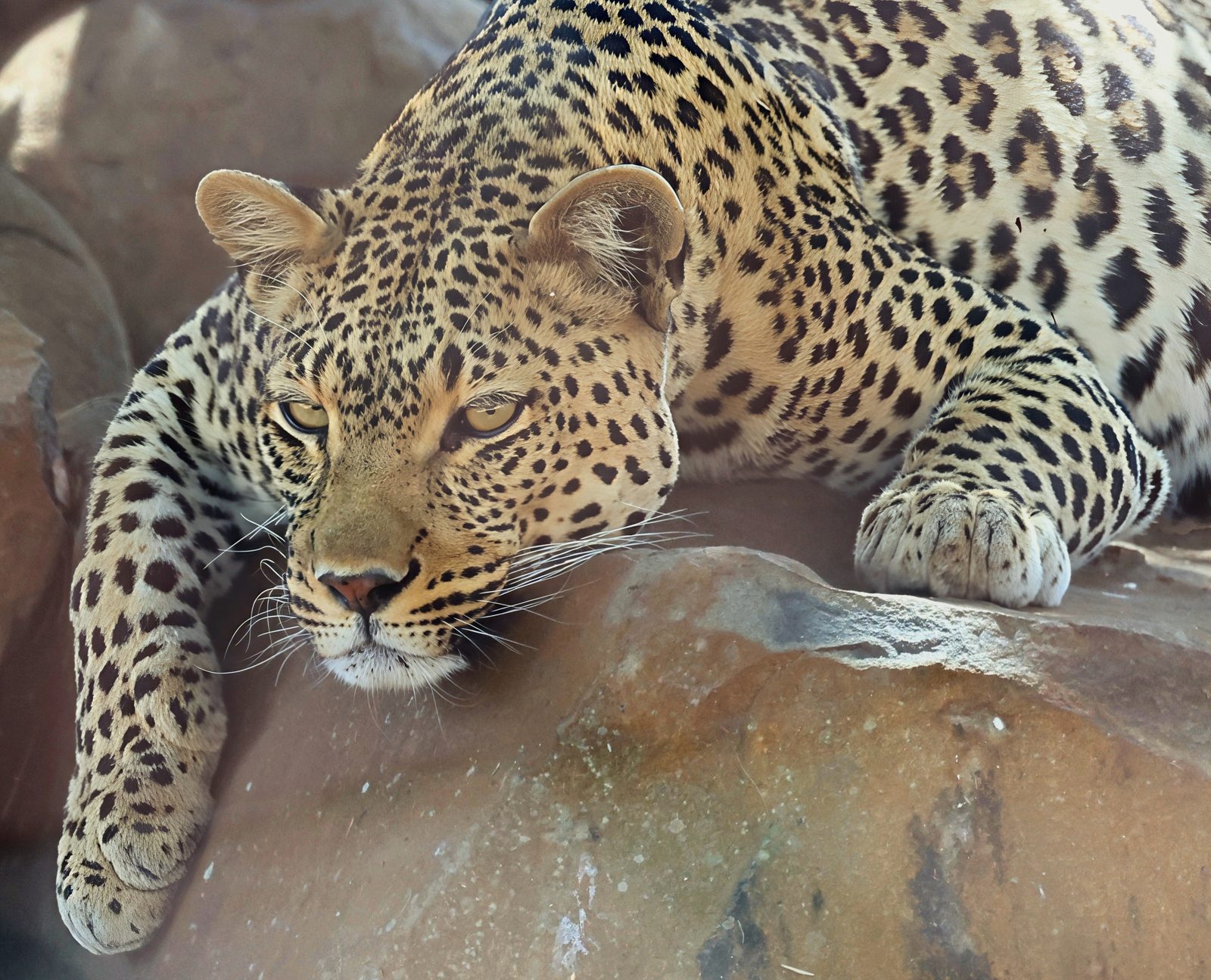 Leopard portrait, resting on rock, Kruger