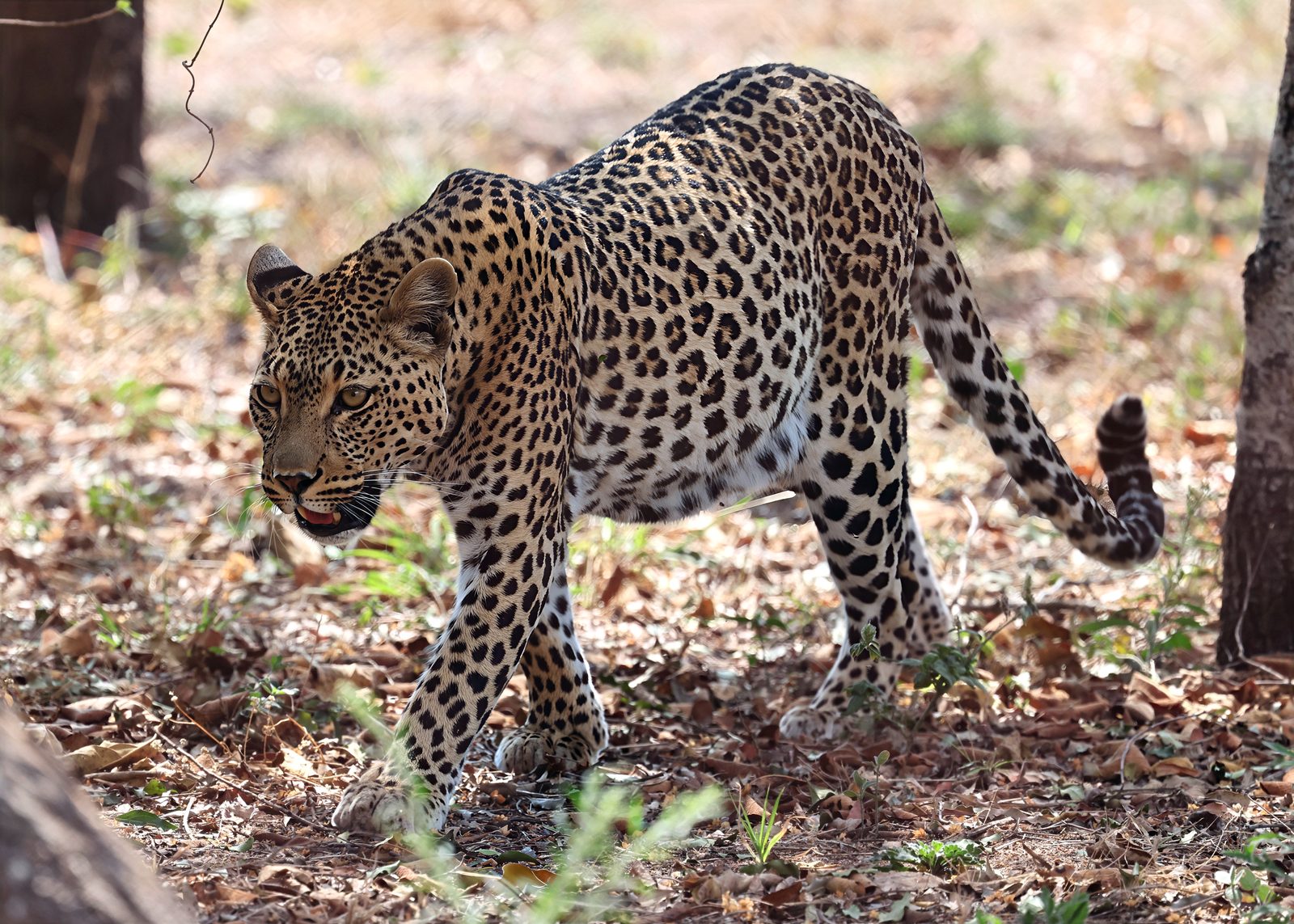 Leopard, walking toward camera, Kruger