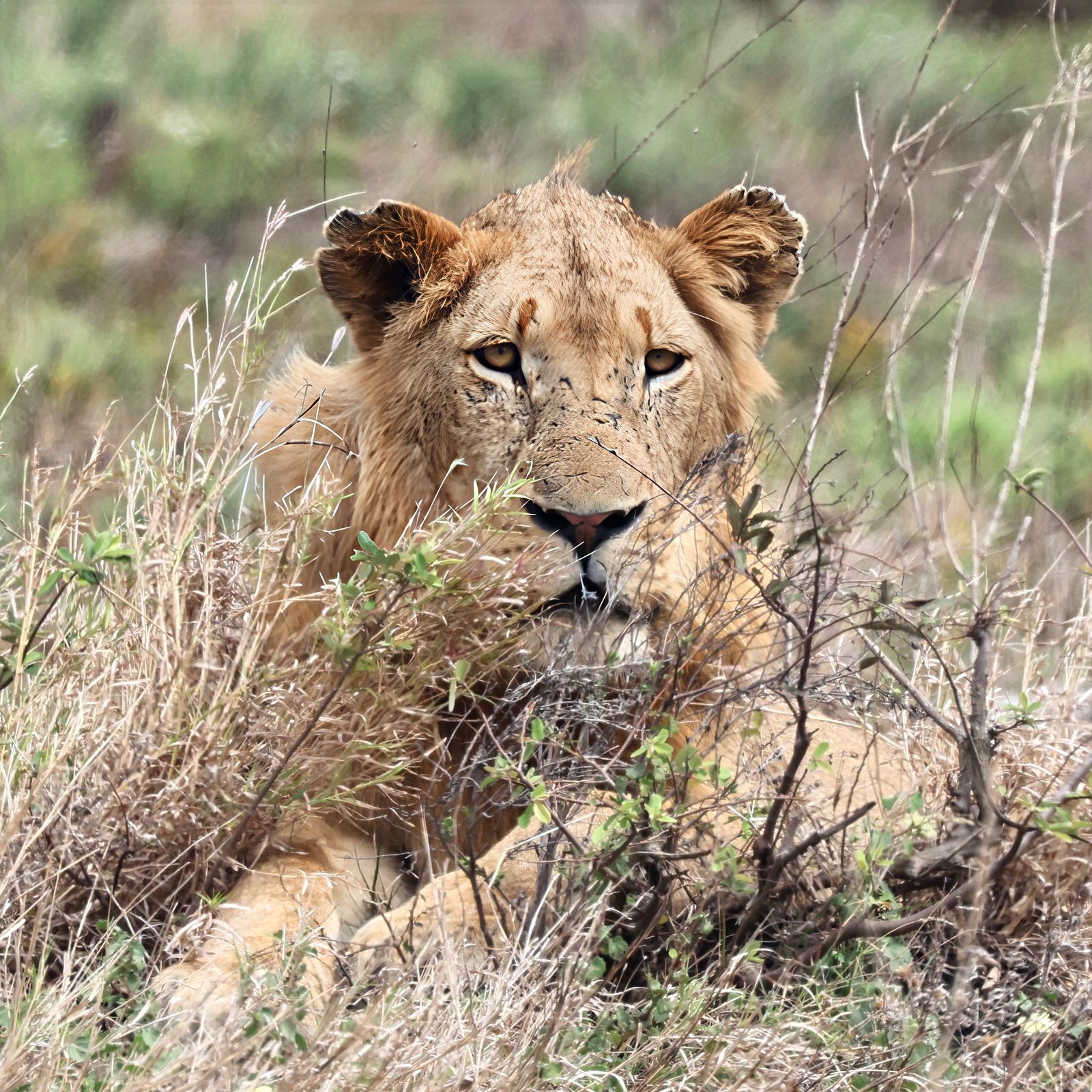 Lion, portrait in dry grass, Kruger