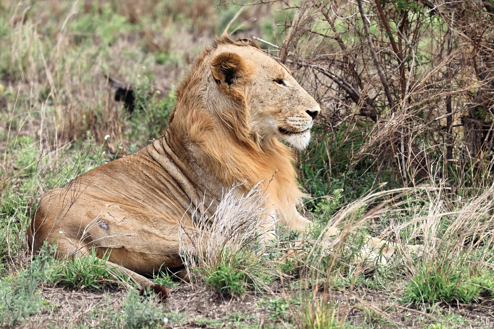 Lion, resting in profile, Kruger