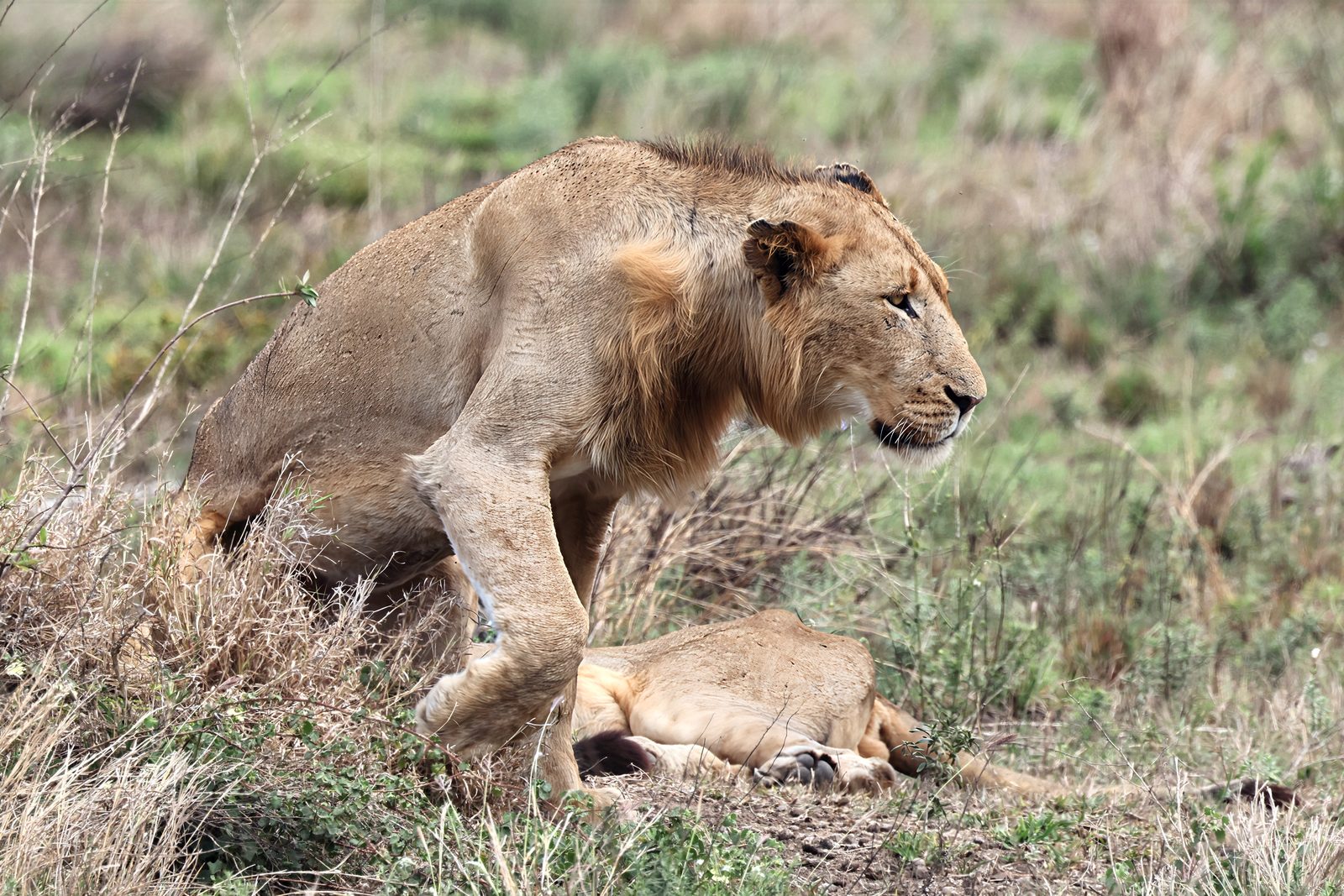 Lion rising beside a sleeping companion, Kruger