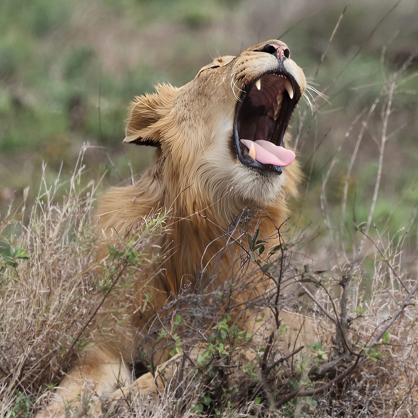Lion, mid-yawn, in the grass, Kruger