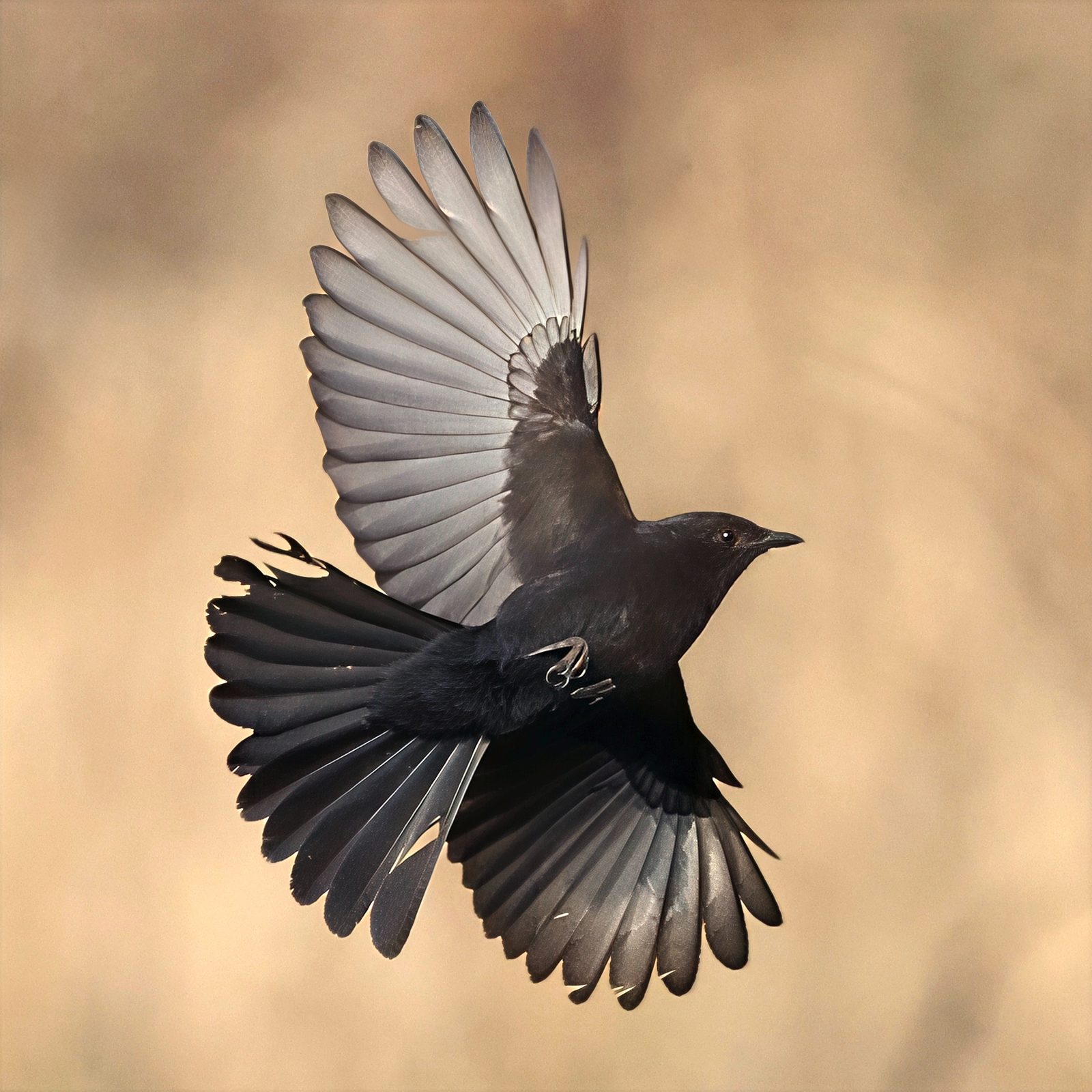 Fork-tailed drongo, backlit in flight, Kruger