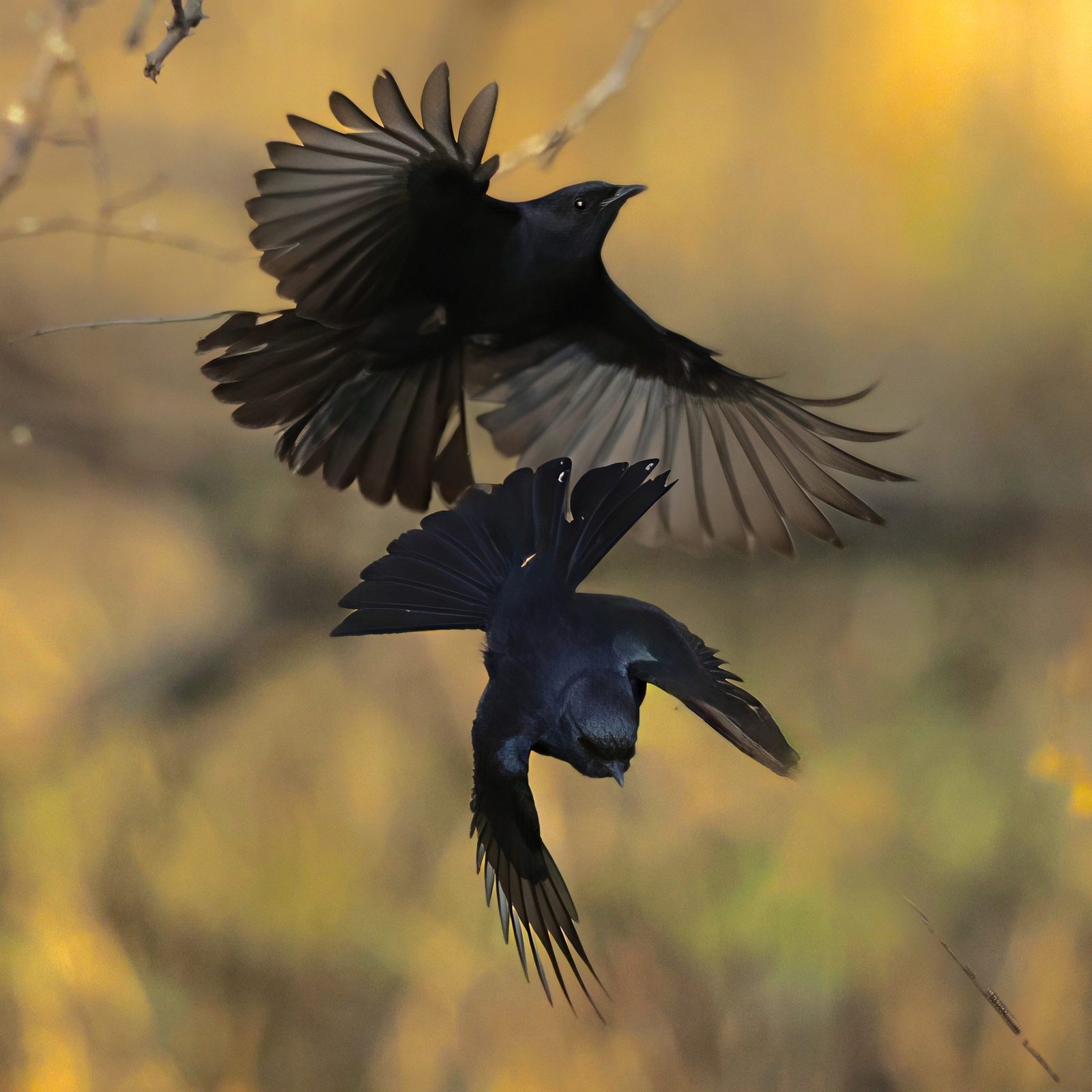 Fork-tailed drongos, chase in golden light, Kruger