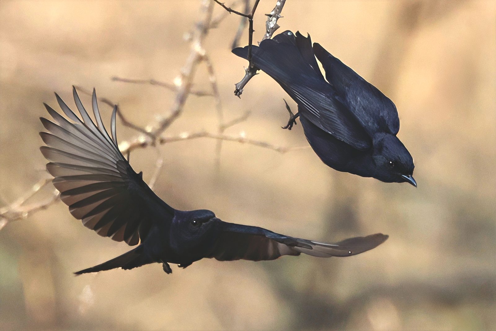 Fork-tailed drongos, mid-air interaction, Kruger