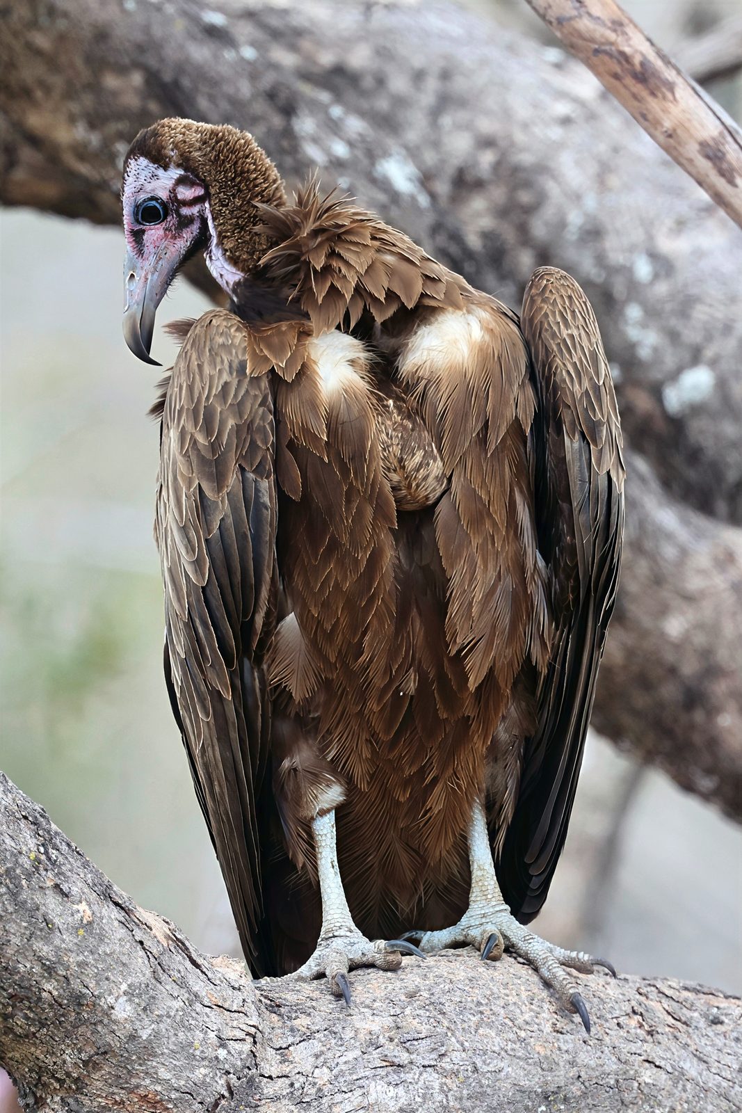 Hooded vulture, perched portrait, Kruger