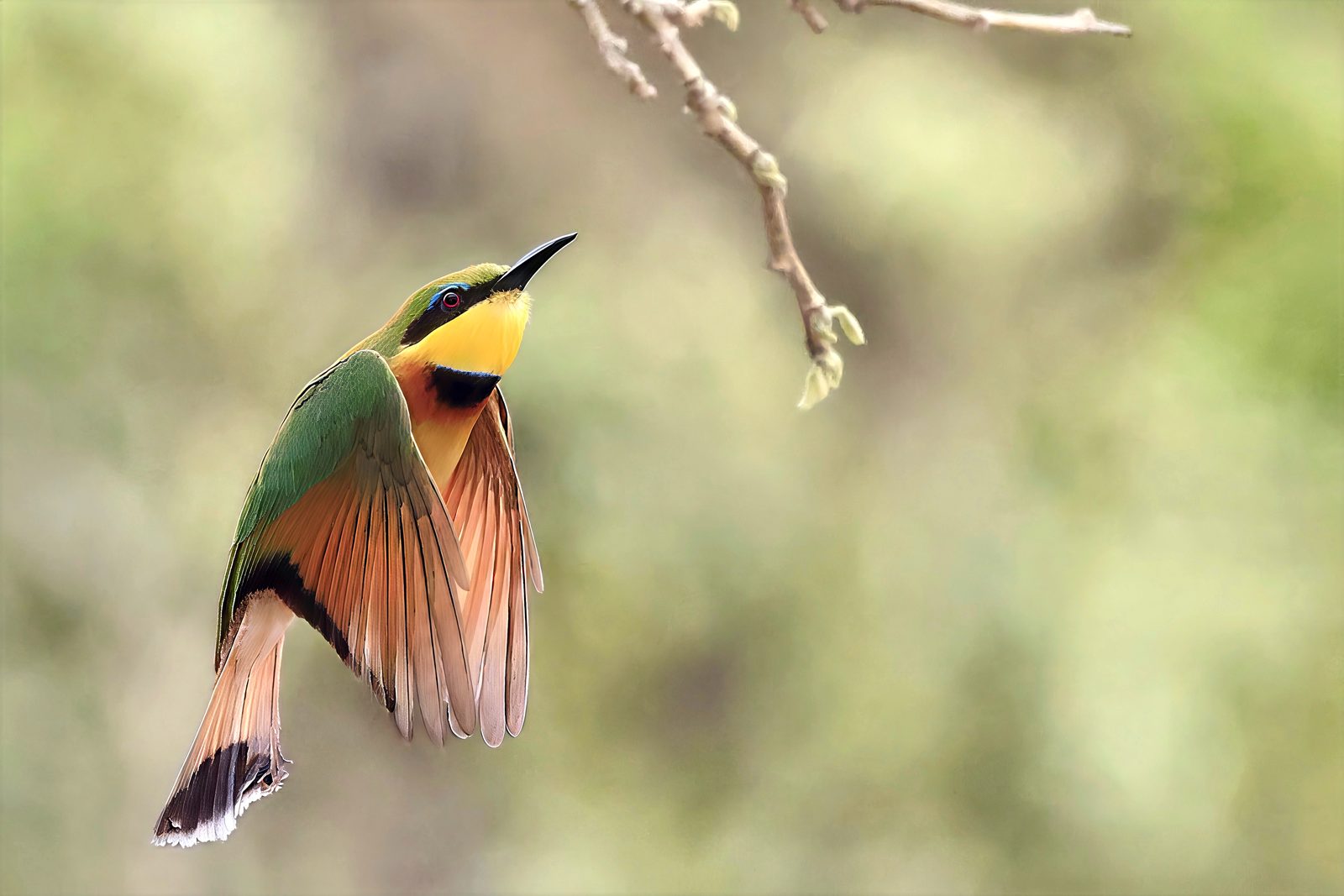 Little bee-eater, in flight, wings fanned, Kruger