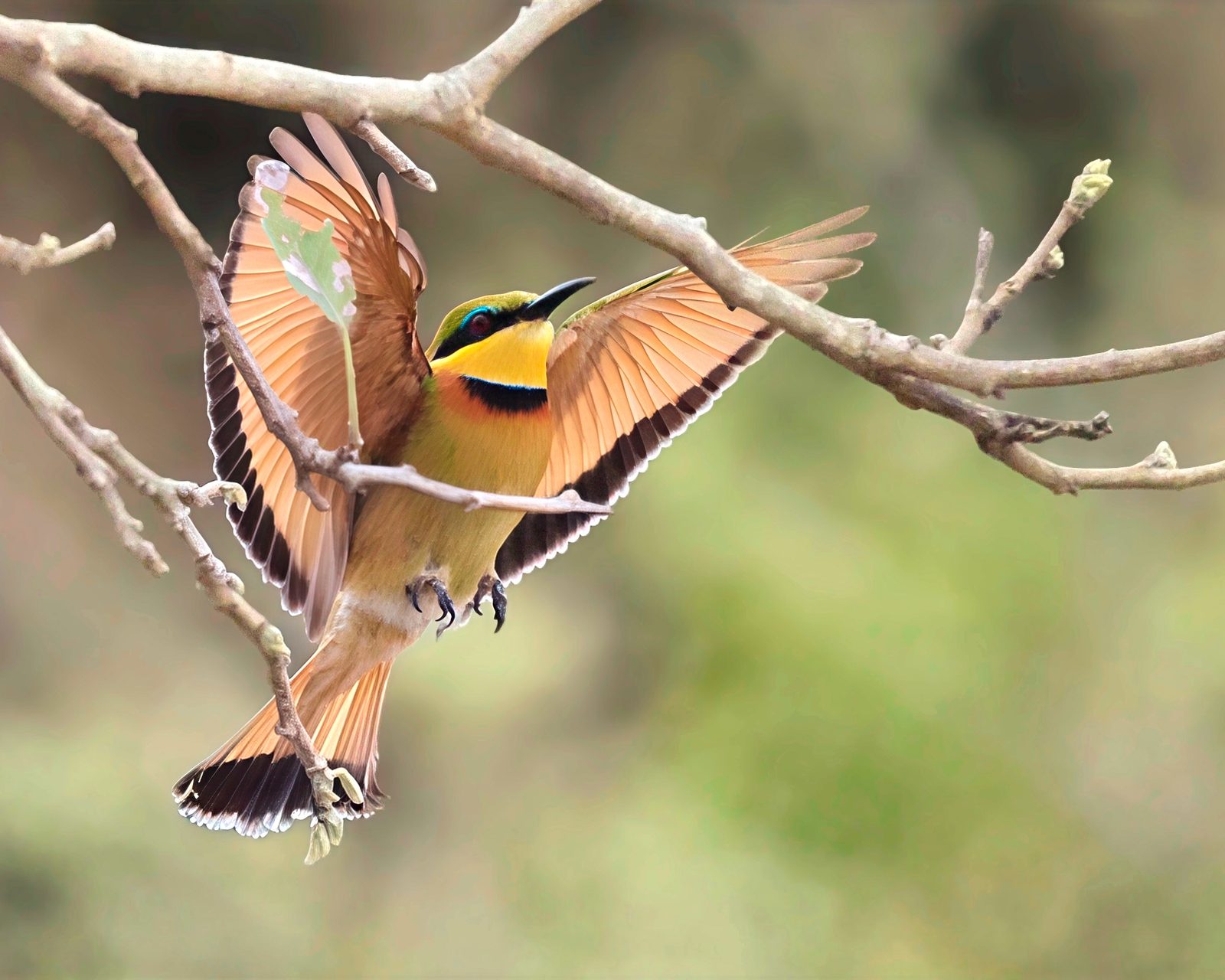 Little bee-eater, landing, wings spread, Kruger
