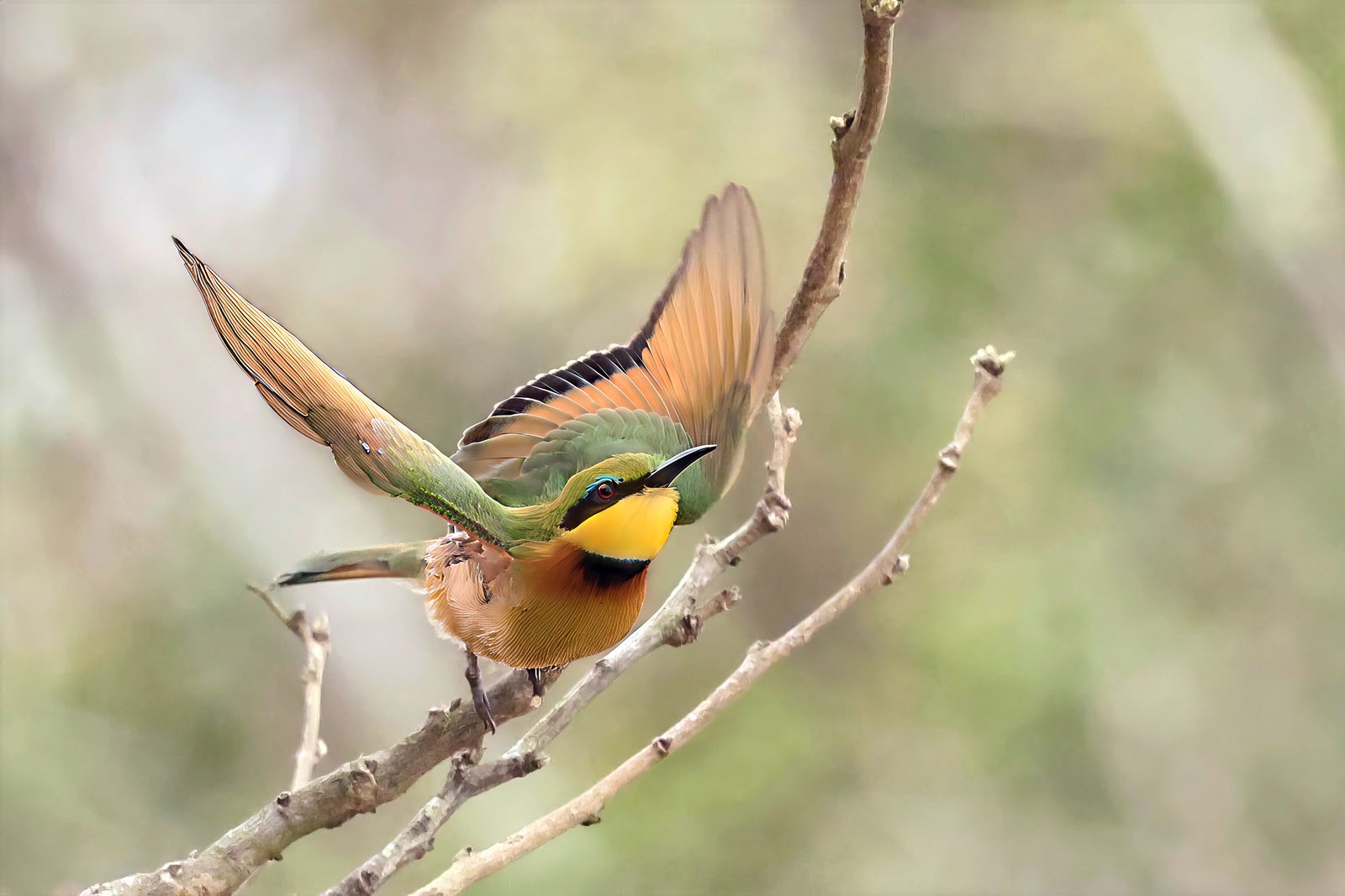 Little bee-eater, take-off, wings low, Kruger