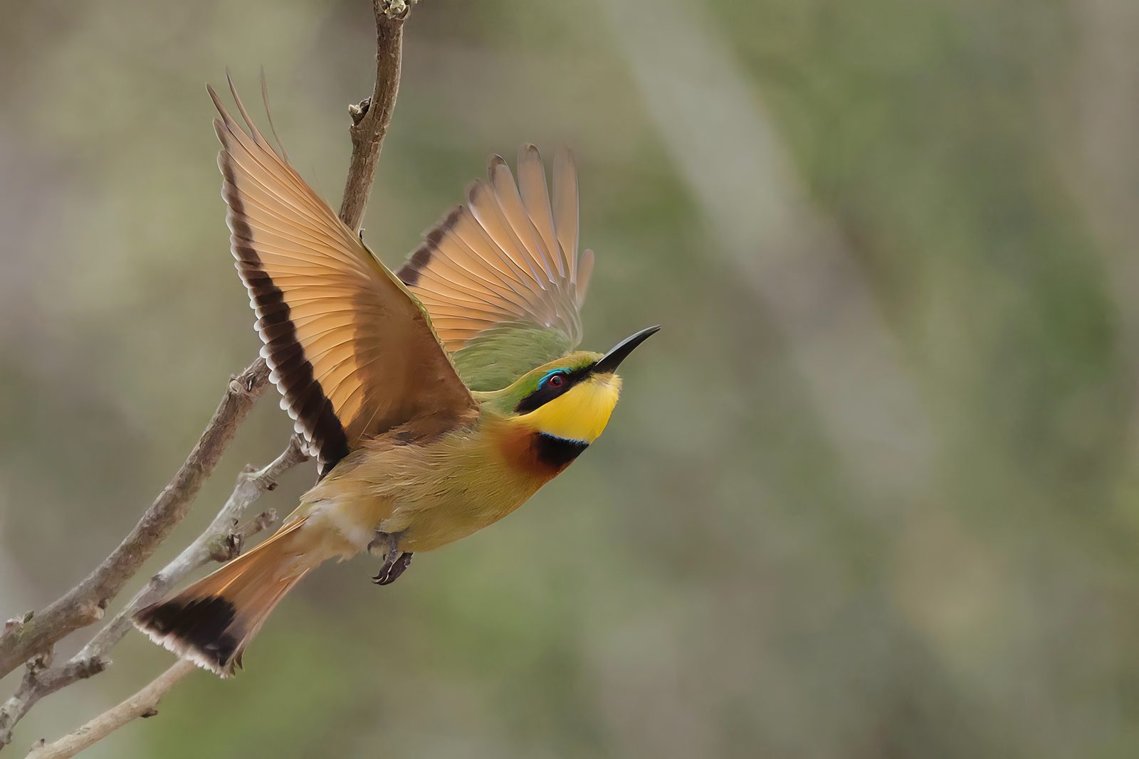 Little bee-eater, take-off, wings raised, Kruger
