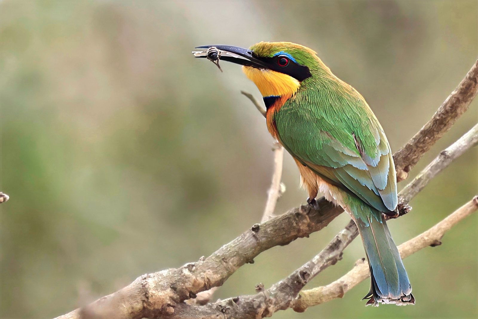 Little bee-eater, perched with an insect, Kruger