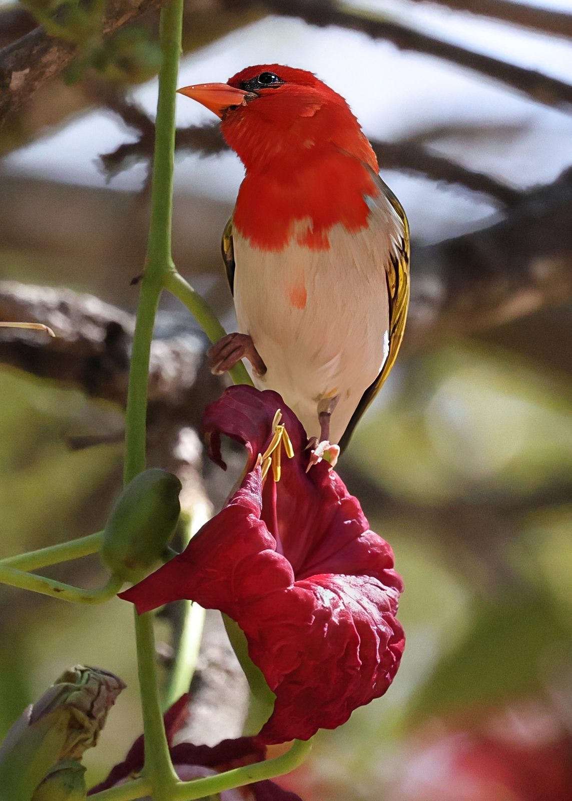 Red-headed weaver, perched on flower, Kruger