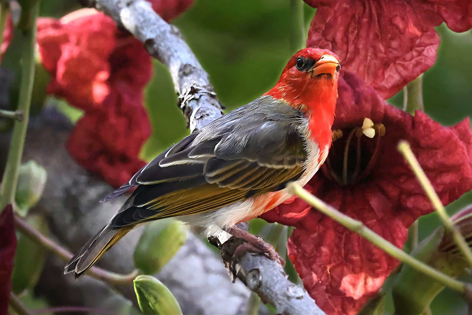 Red-headed weaver, red blossom portrait, Kruger