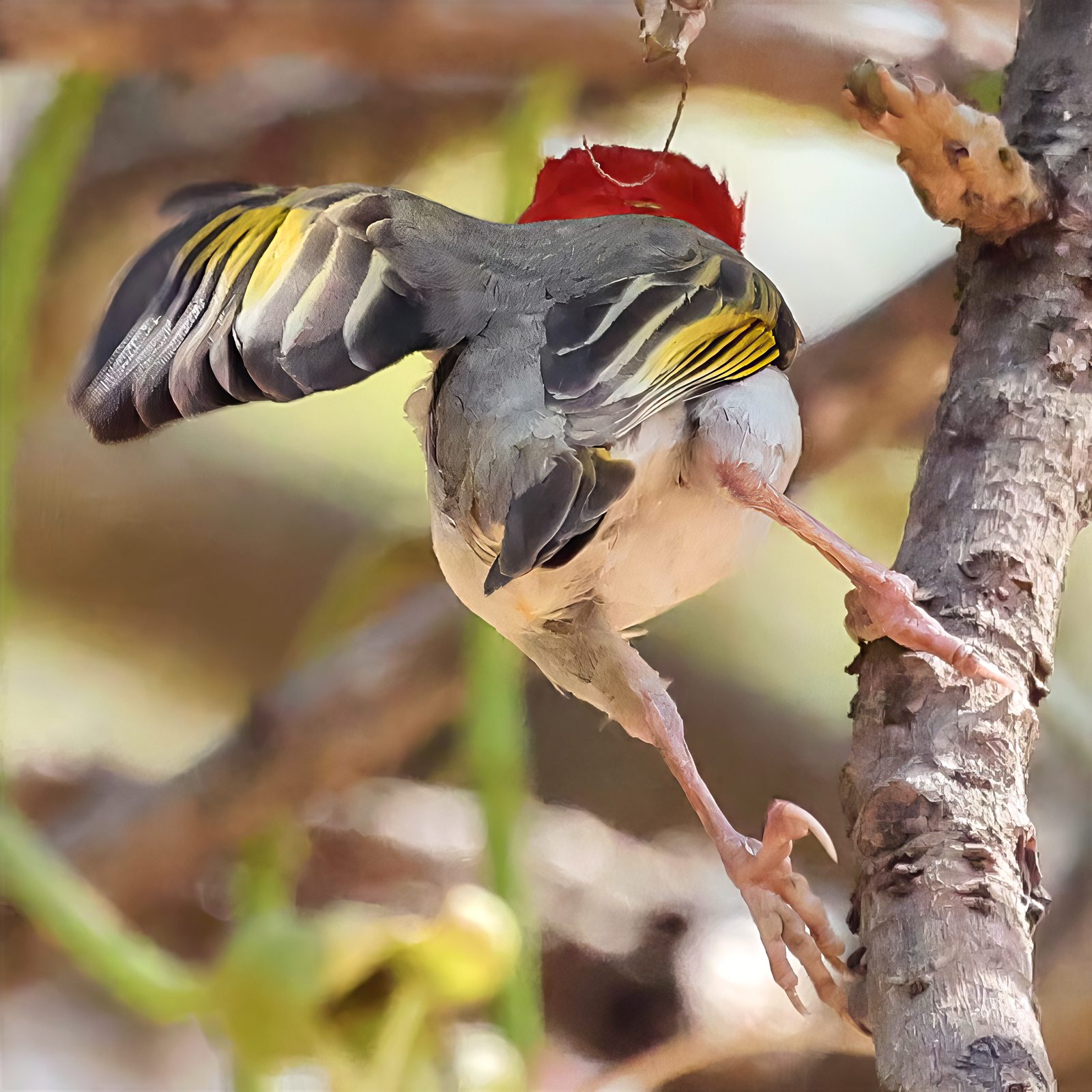 Red-headed weaver, upside-down, preening, Kruger