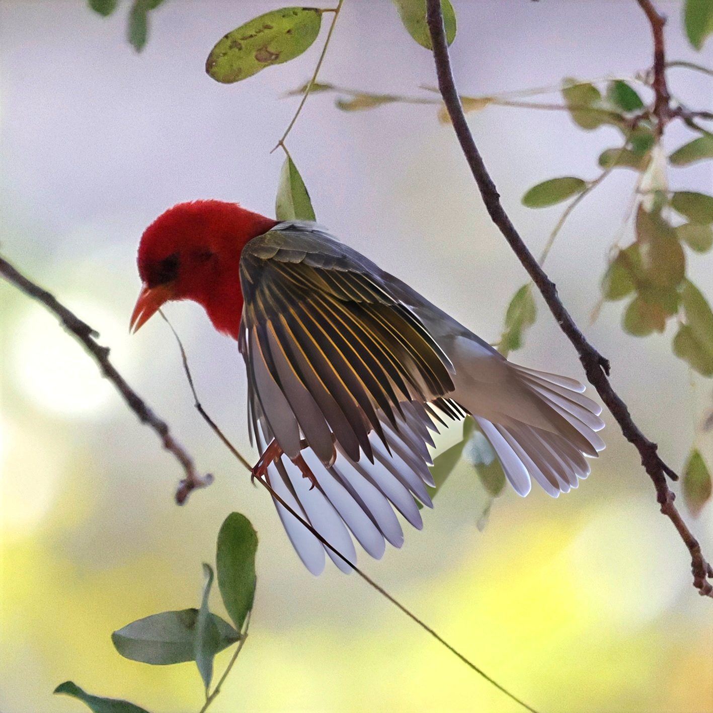 Red-headed weaver, wings spread, Kruger