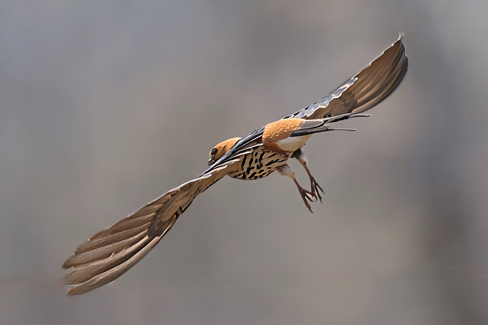 Rufous-crowned bird, in flight, legs trailing, species unconfirmed, Kruger