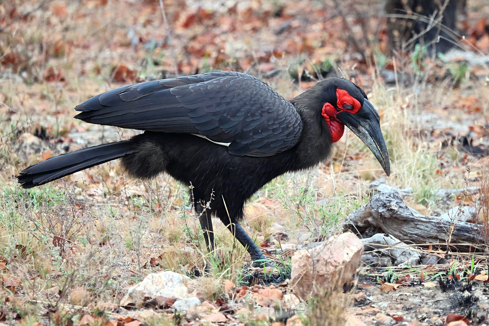 Southern ground hornbill, foraging, Kruger