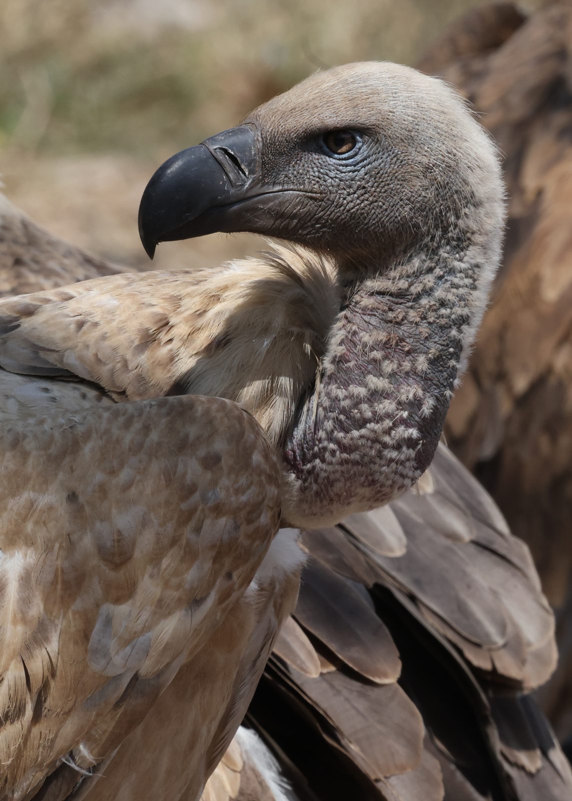 White-backed vultures, group portrait, Kruger