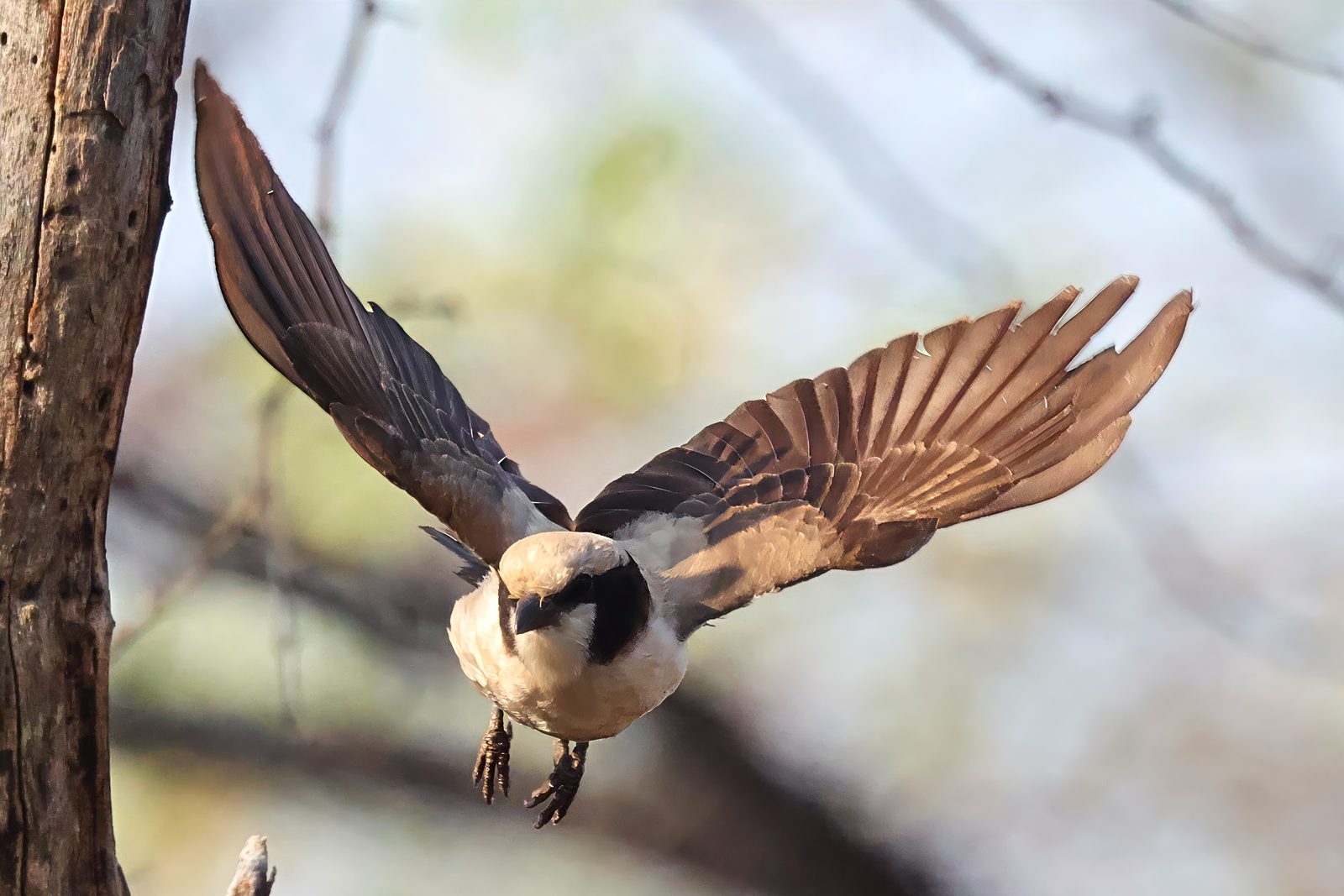 White-crowned shrike, backlit in flight, Kruger