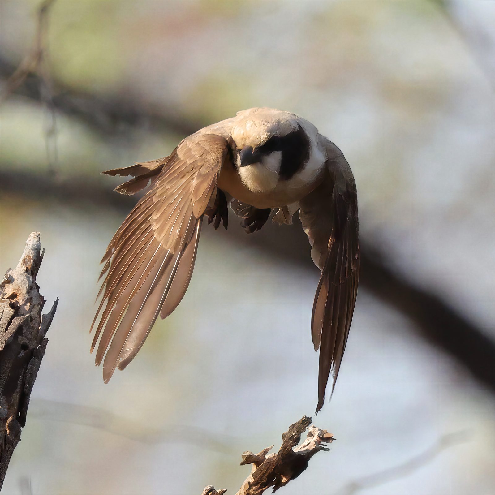 White-crowned shrike, landing approach, Kruger