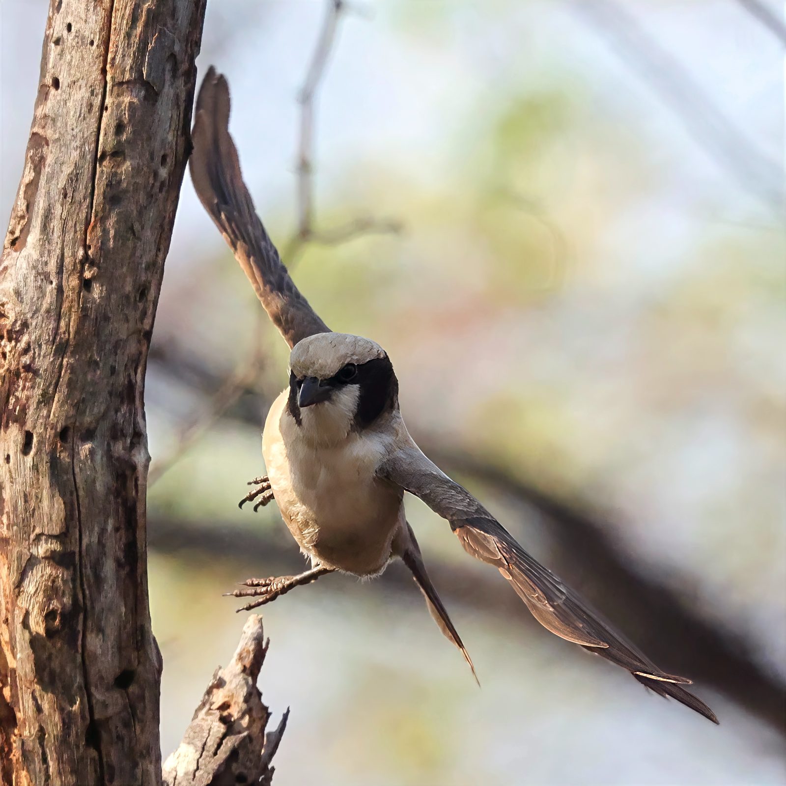 White-crowned shrike, perched, wings raised, Kruger