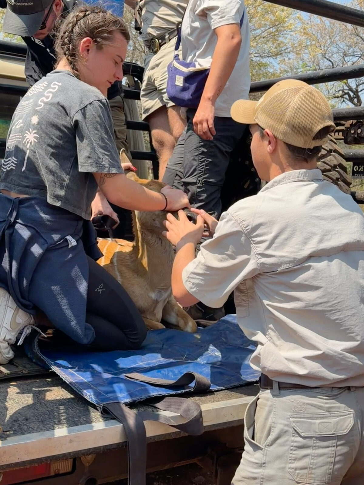 Volunteers steadying a sedated young antelope on a tarp on the back of a truck