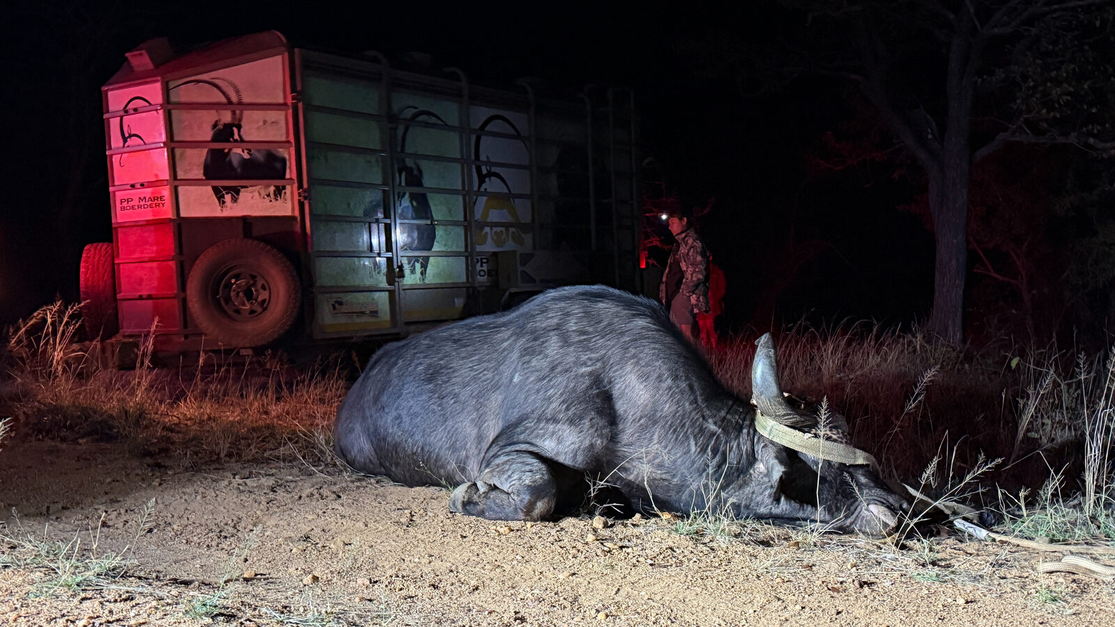 The sedated buffalo bull on the ground next to a livestock trailer, lit red at night