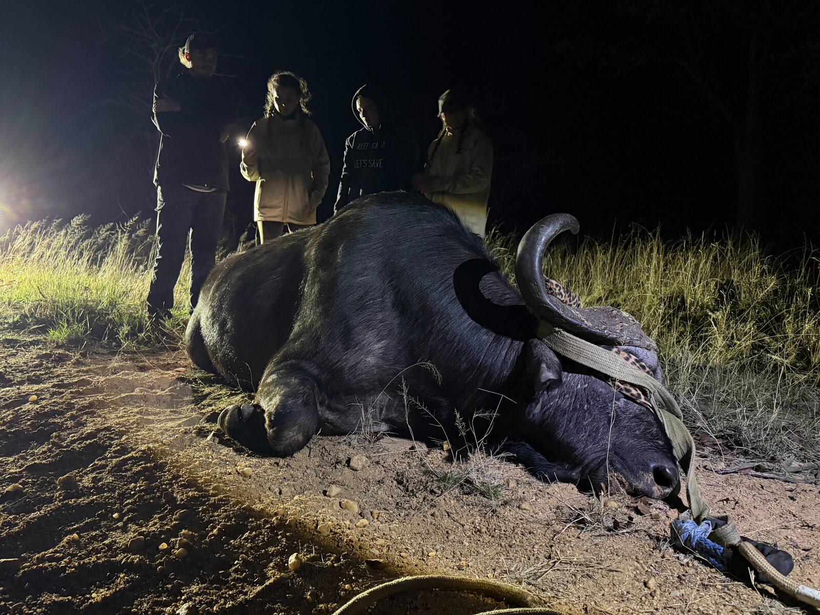 A sedated water buffalo bull lying on a dirt track at night with team members standing behind him