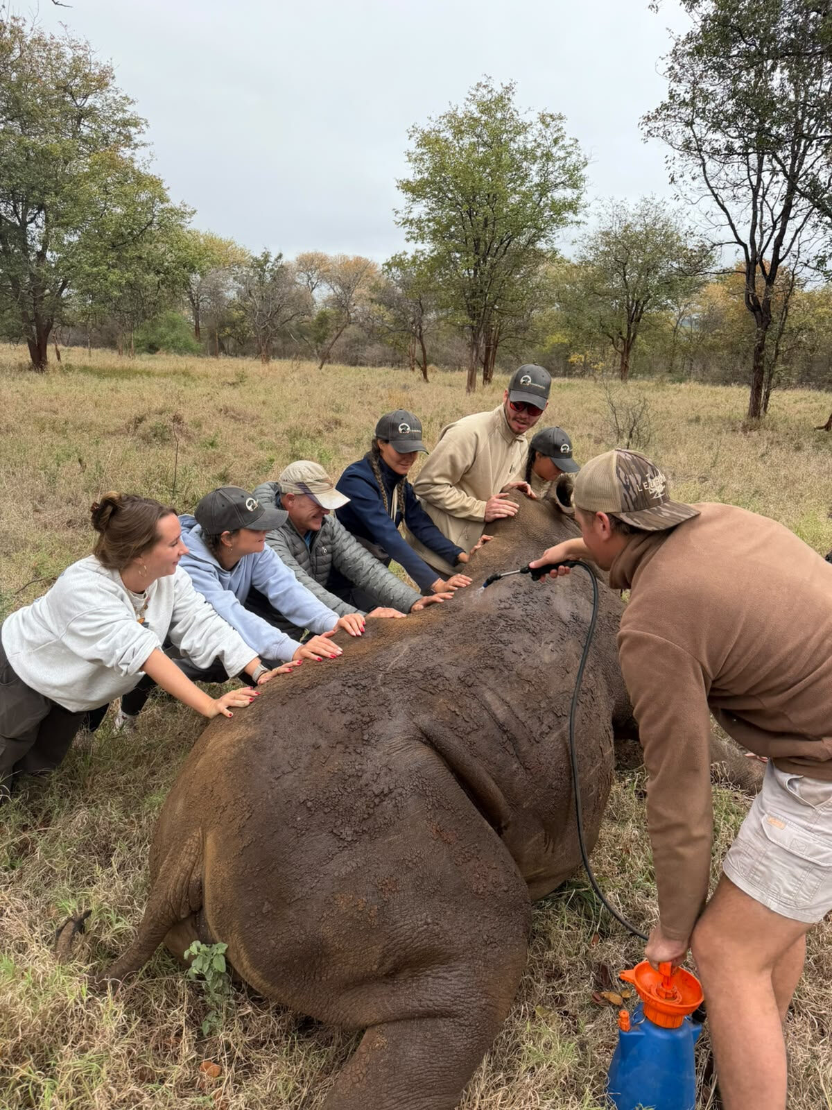 Team members with their hands on a sedated rhino to keep her balanced while one sprays water over her back to cool her
