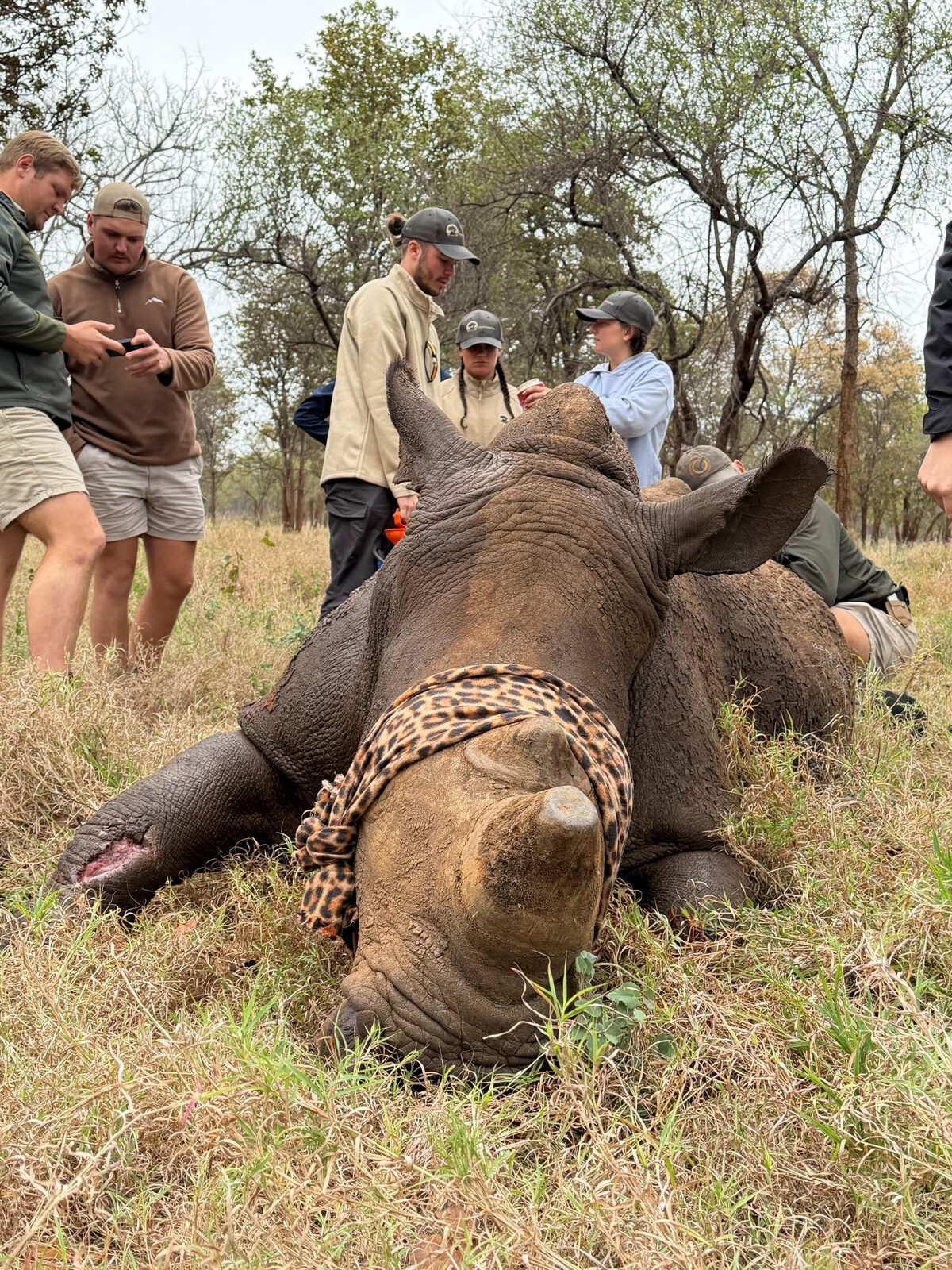 A sedated white rhino lying on the grass, eyes covered with a leopard-print cloth, wounded front leg in the foreground and team members standing behind