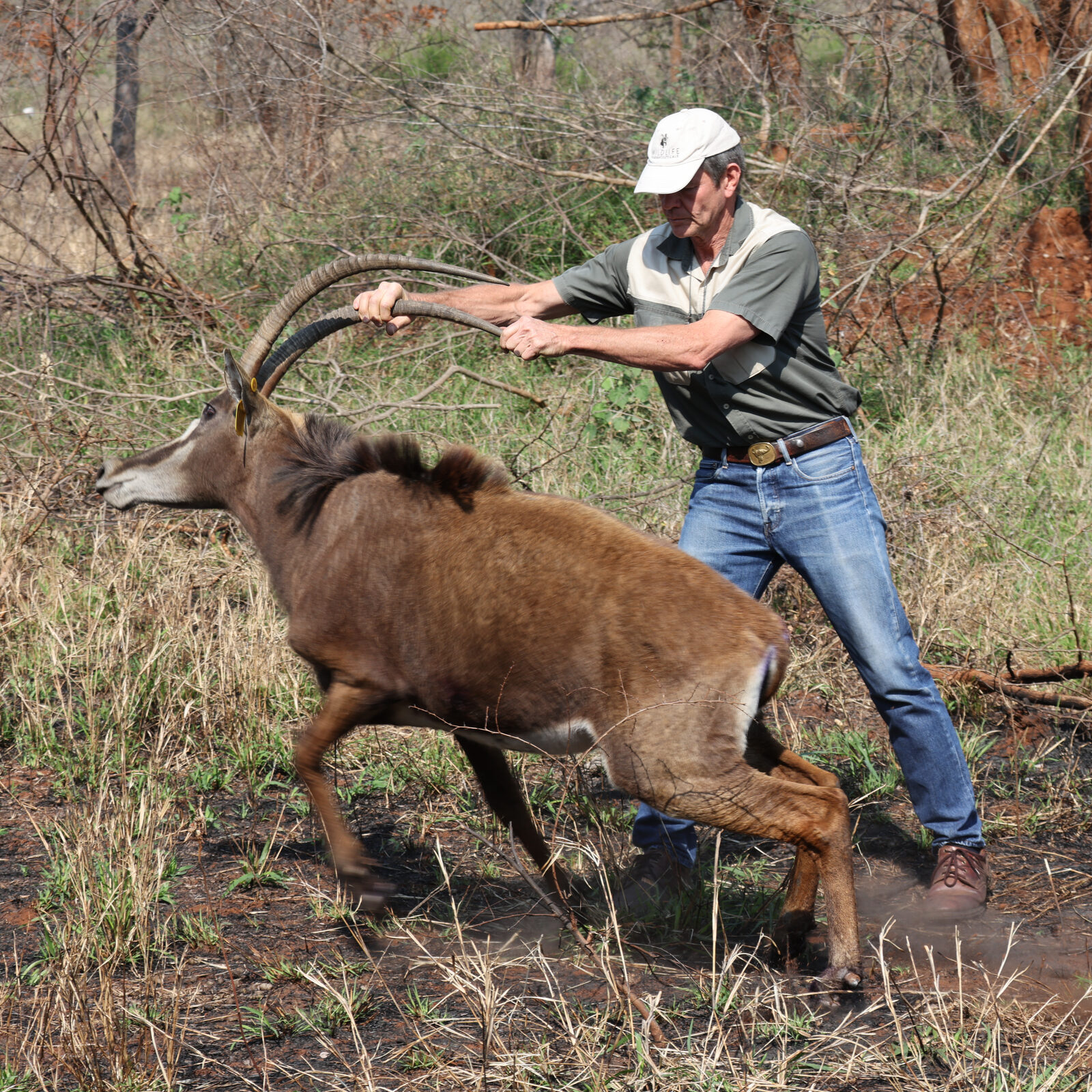 A sable antelope lurching upright after treatment as the vet holds her horns