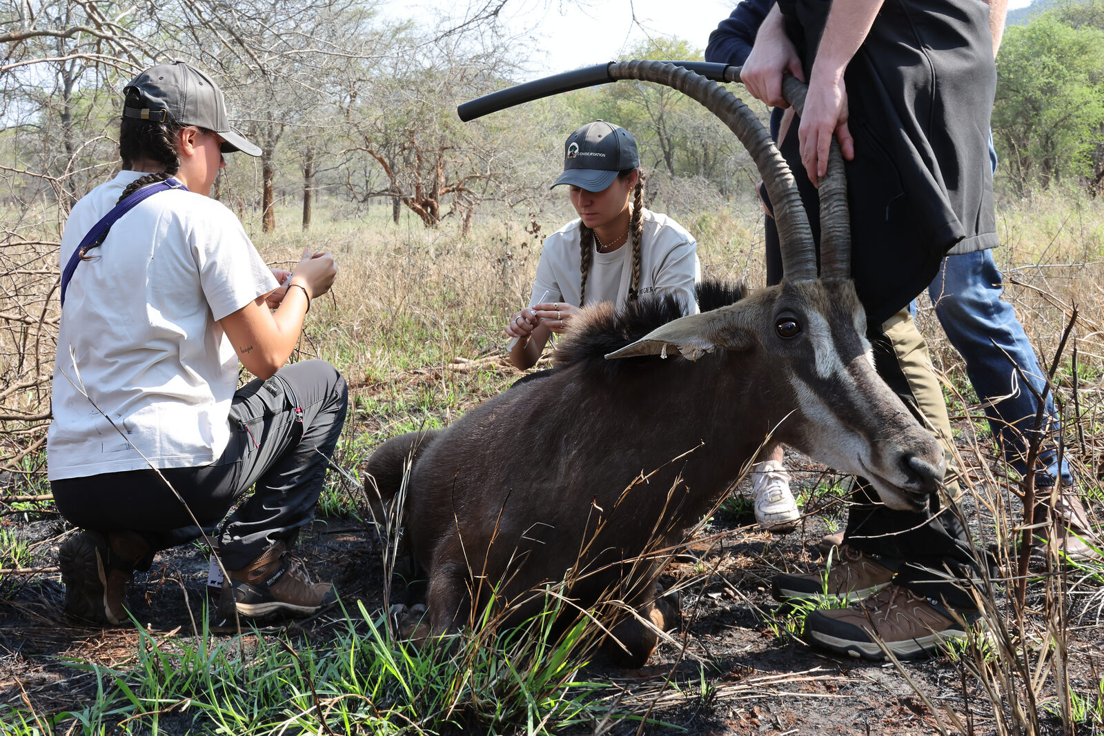 Student vets treating a sedated sable antelope lying in the grass while a team member steadies its horns
