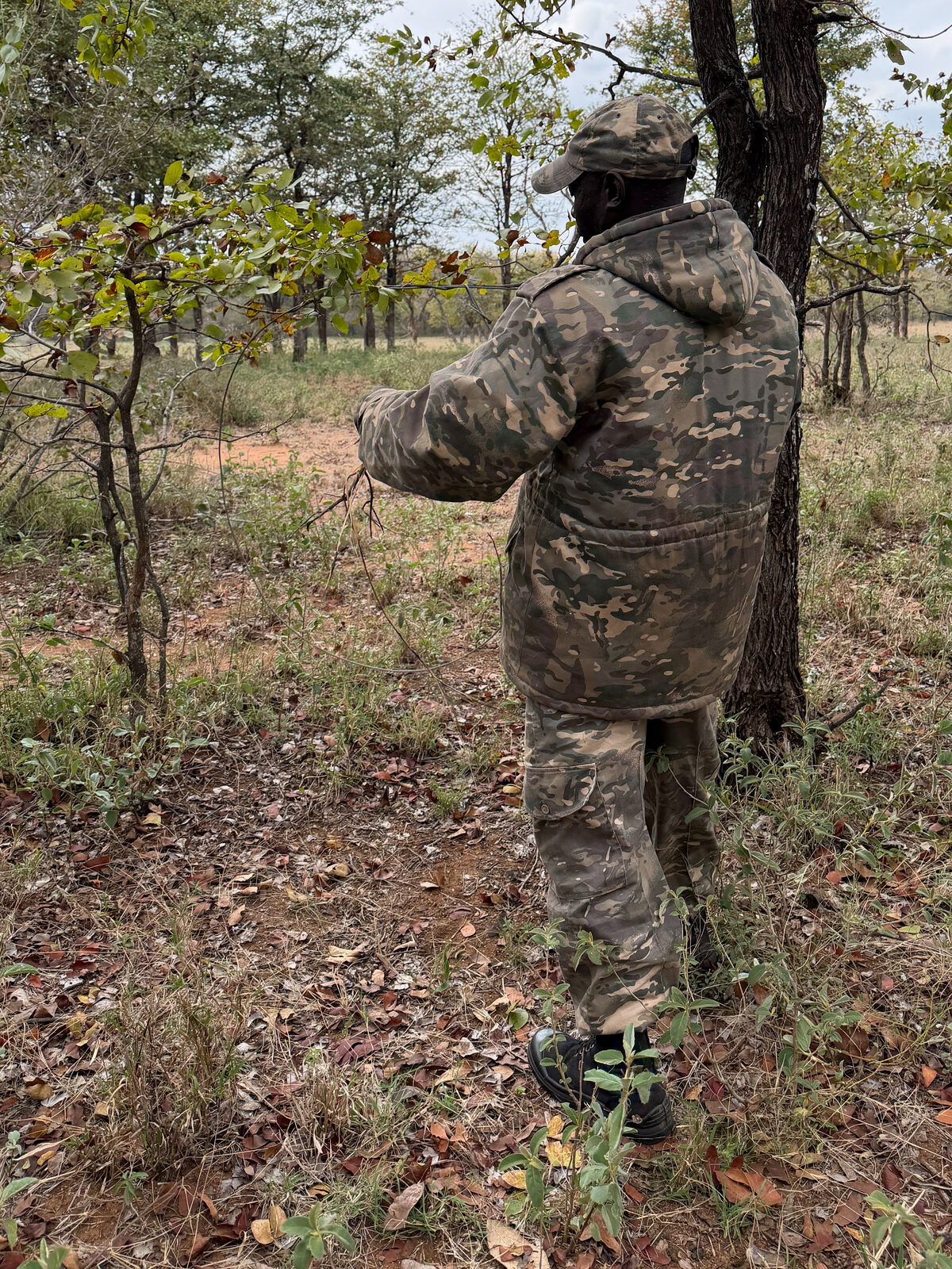 An anti-poaching team member in camouflage holding up a length of wire beside a tree to demonstrate how a typical snare is set