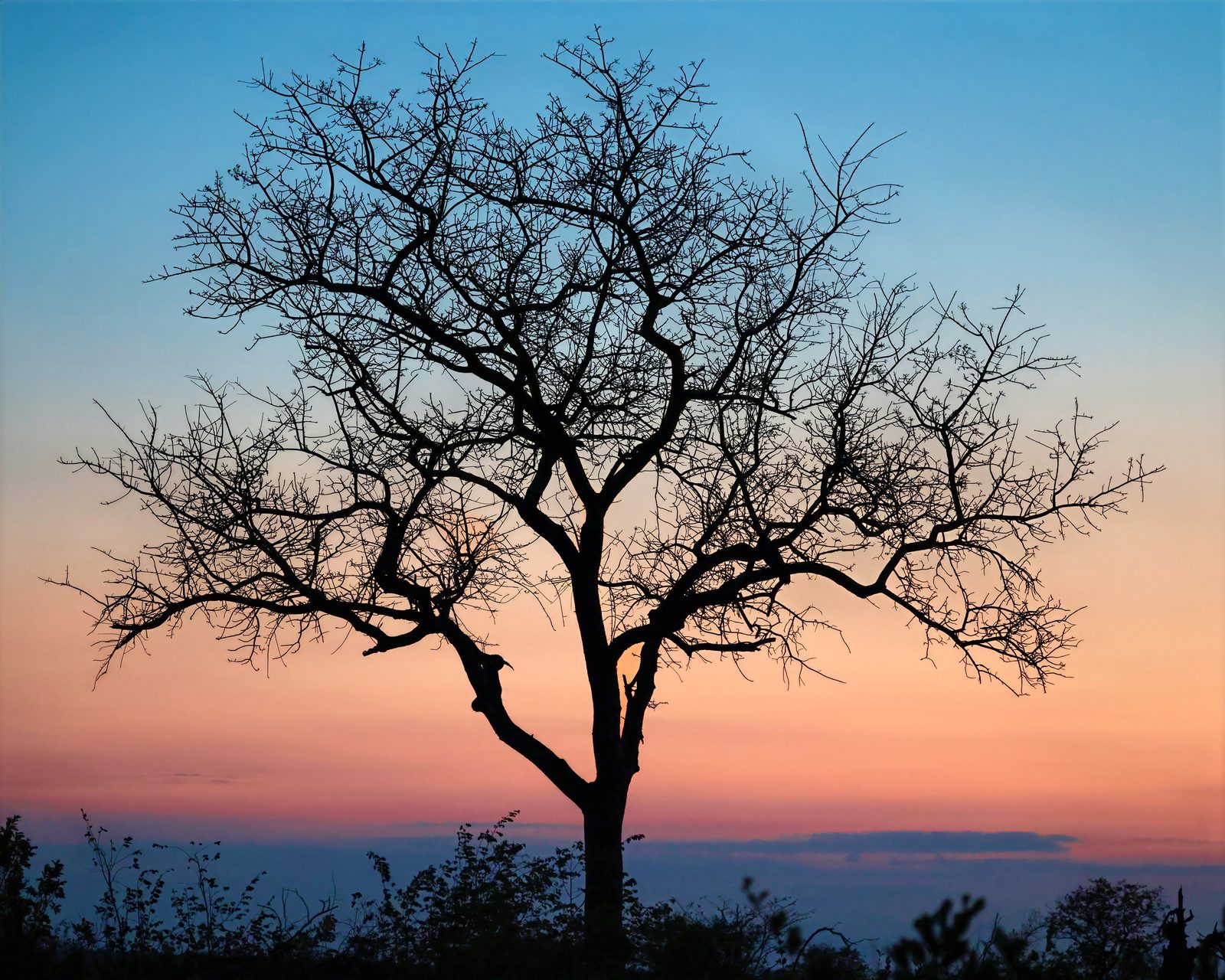 Bare tree silhouetted against a dusk sky, Kruger