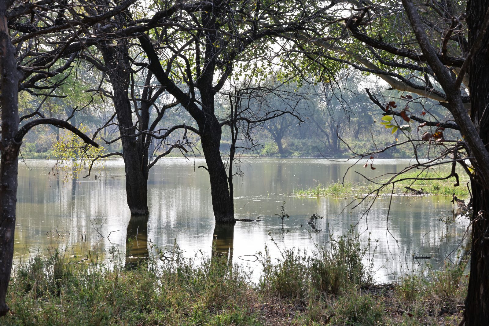 Flooded woodland and still water, Kruger