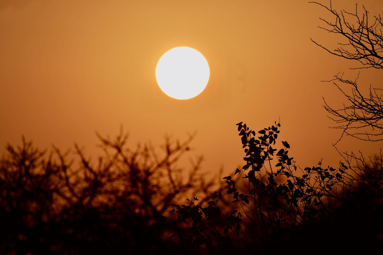 Low sun above bush silhouettes, Kruger