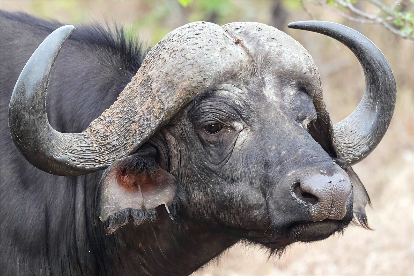 Cape buffalo bull, close portrait, Kruger