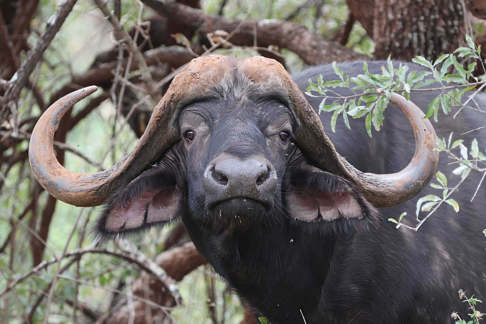 Cape buffalo, muddy portrait, Kruger