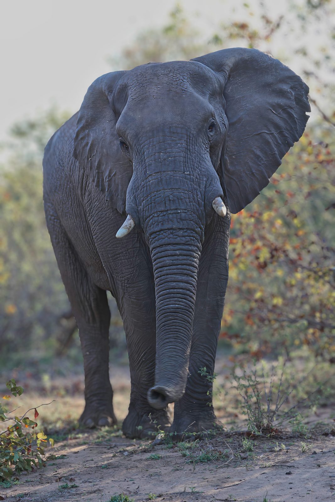 Elephant bull, frontal approach, Kruger