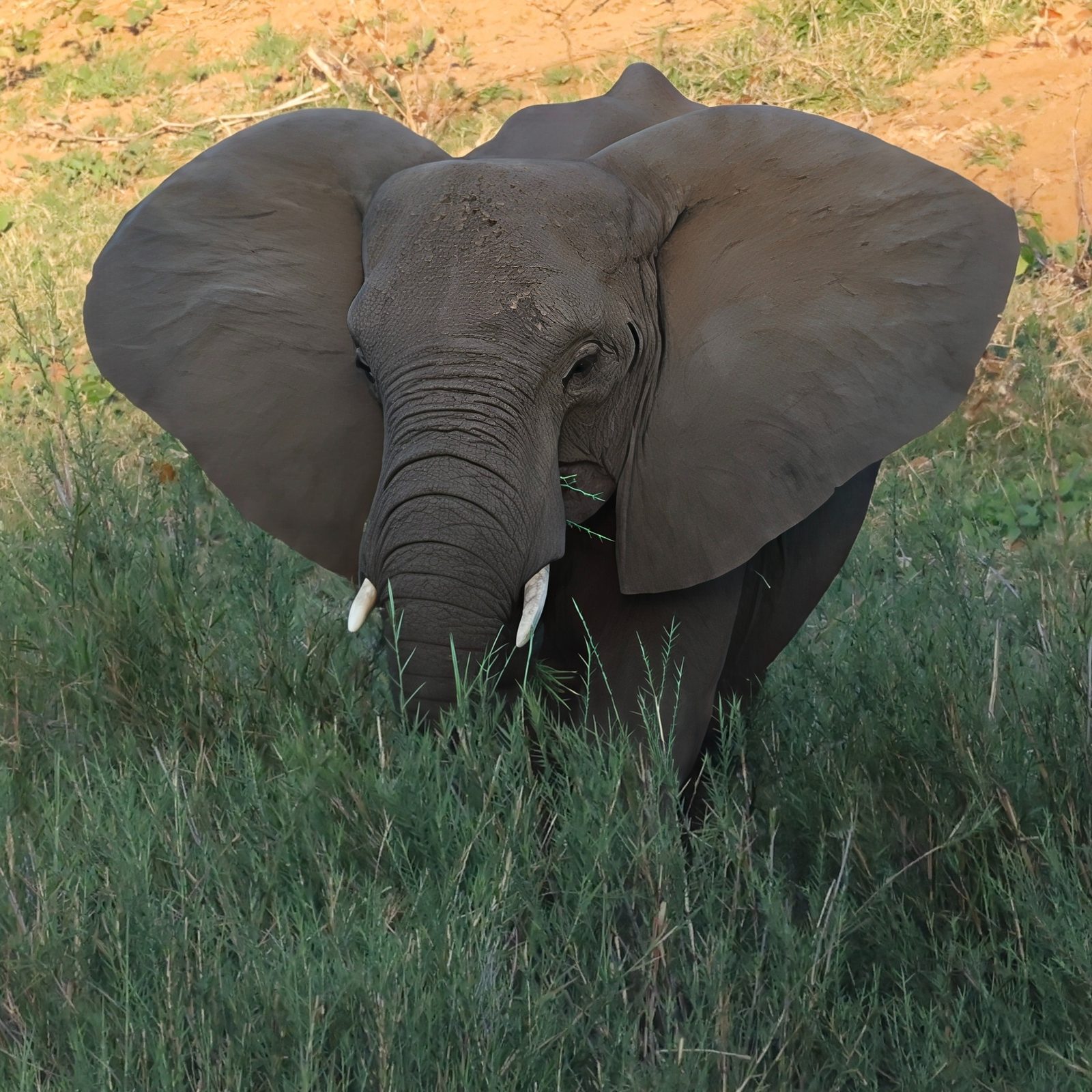 Elephant, ears spread, feeding, Kruger