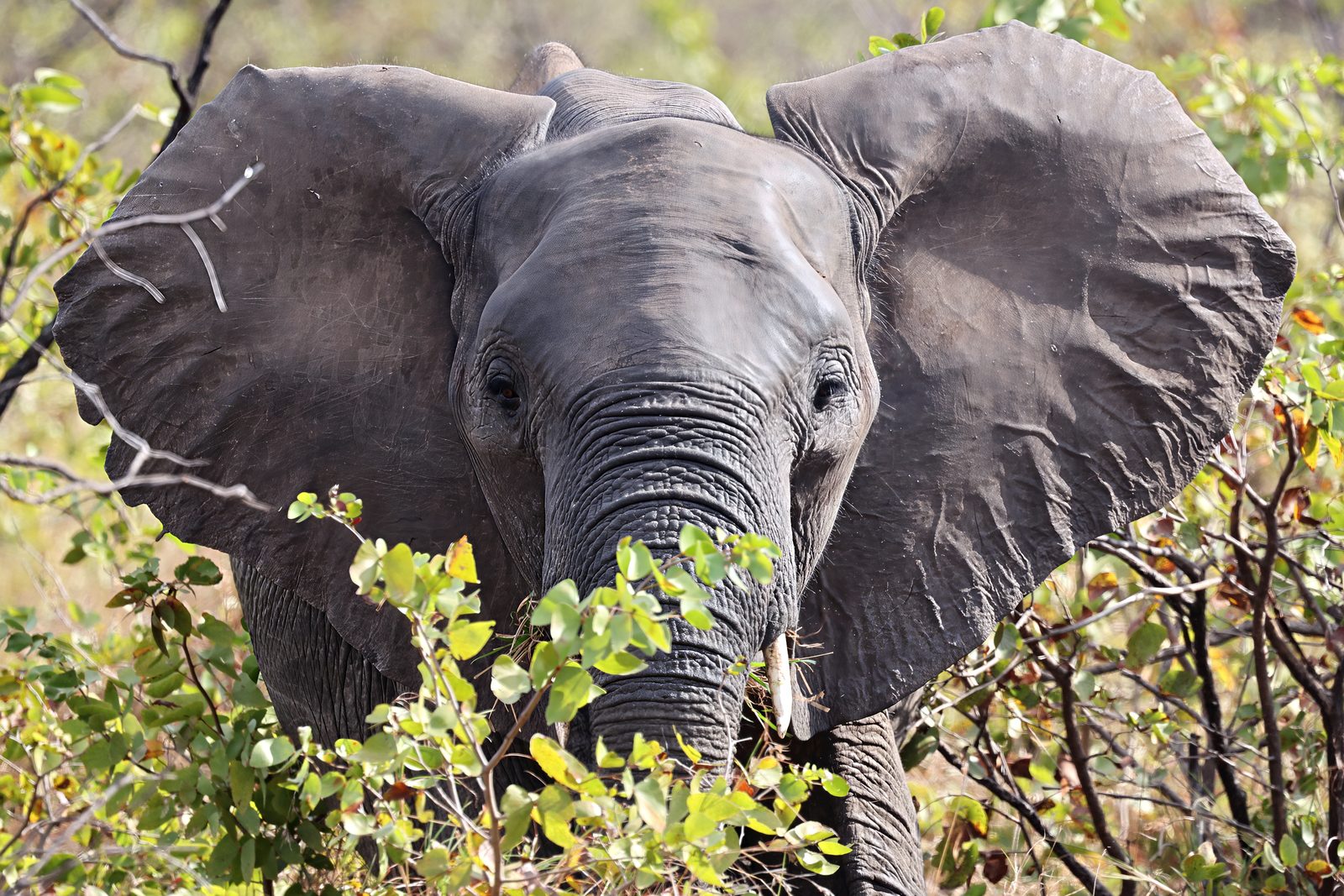 Elephant, ears spread, through the bush, Kruger