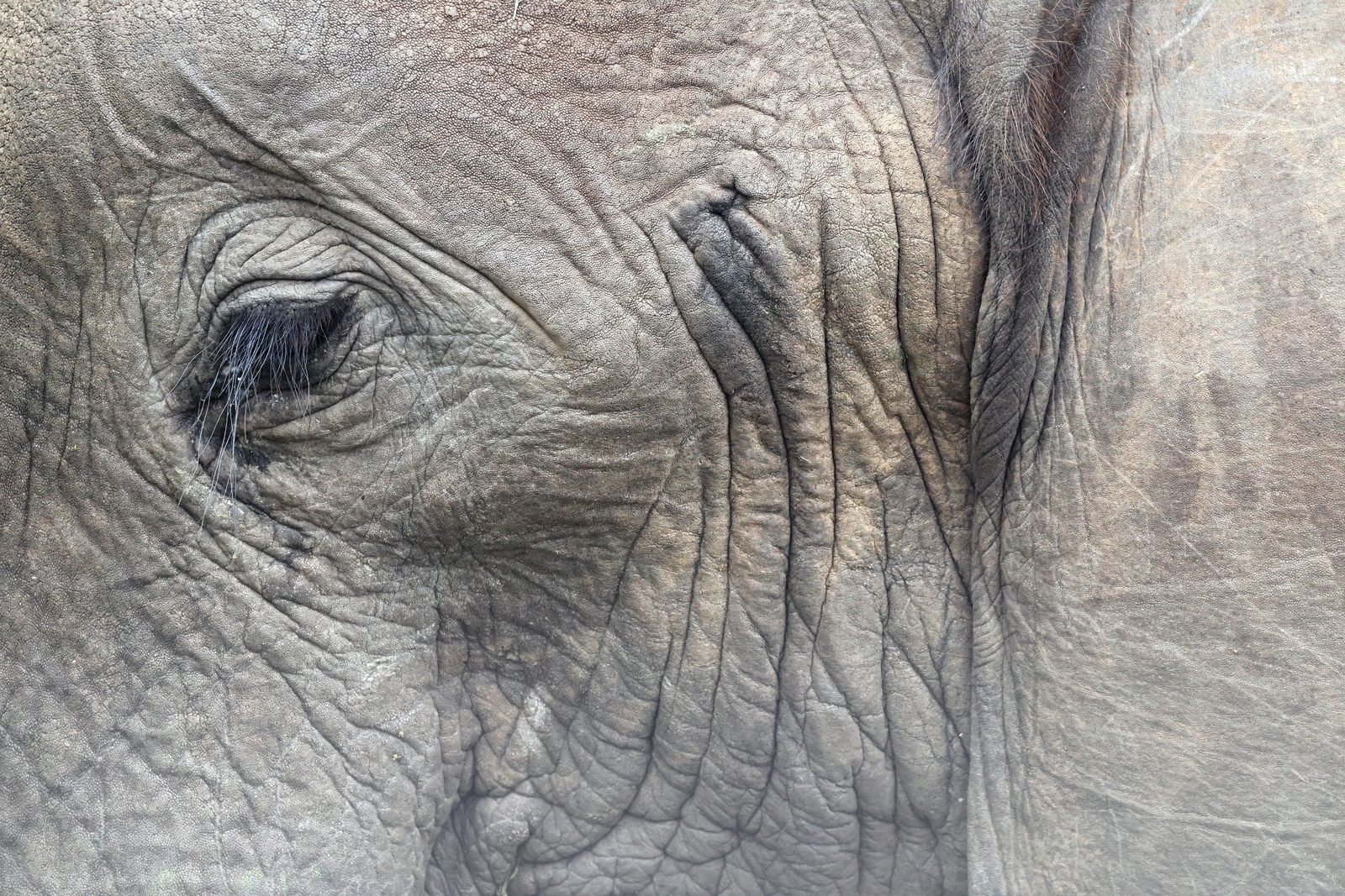 Elephant, eye detail, Kruger