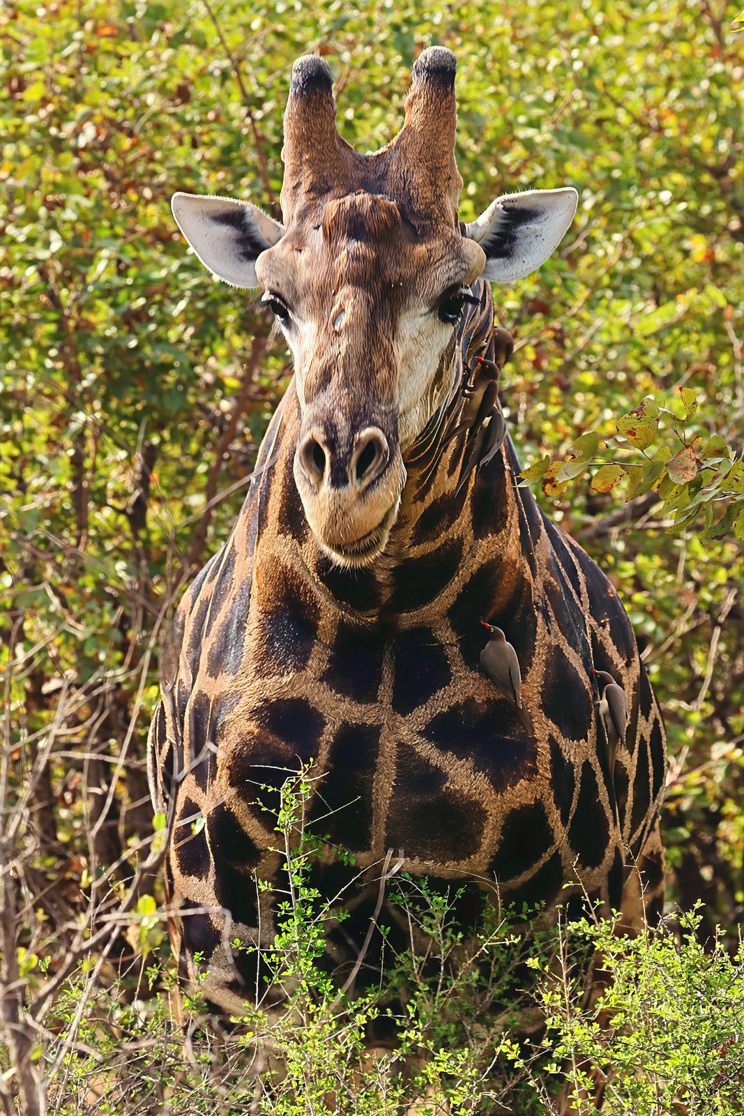 Giraffe, frontal portrait, in the thicket, Kruger